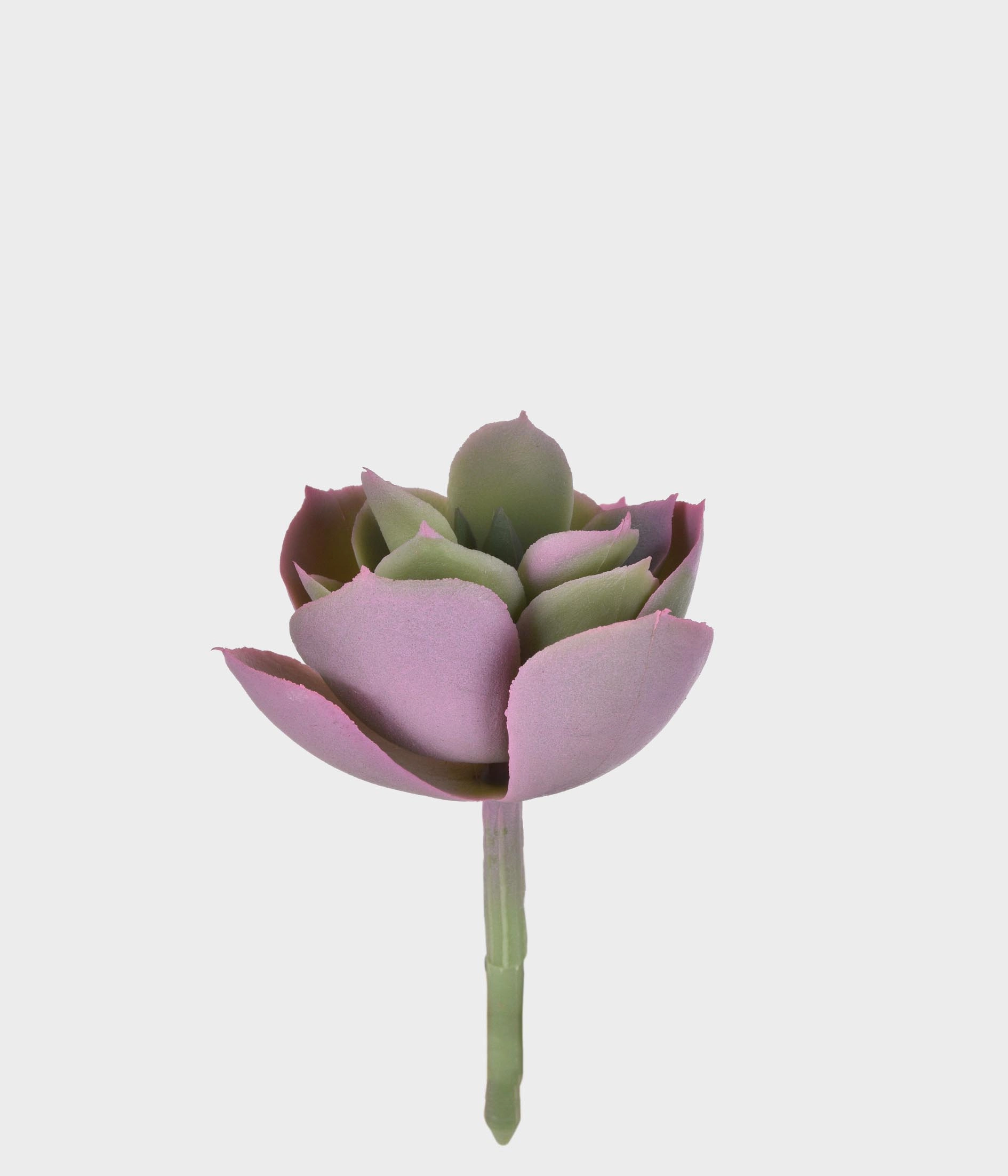 P Suculenta Real Rosa 50255 018 Grillo