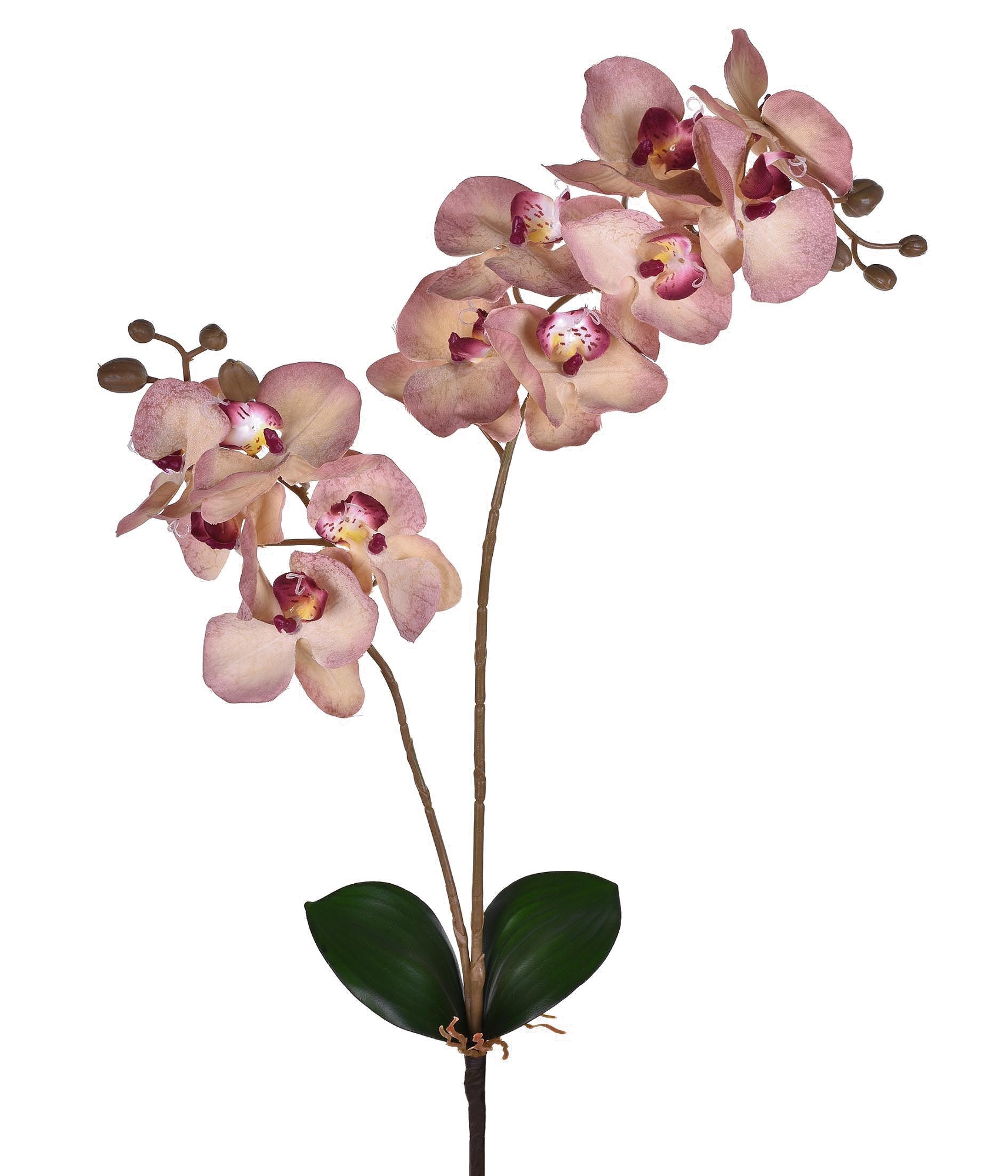Ht Orquidea X2 Rosa 50276018 Grillo