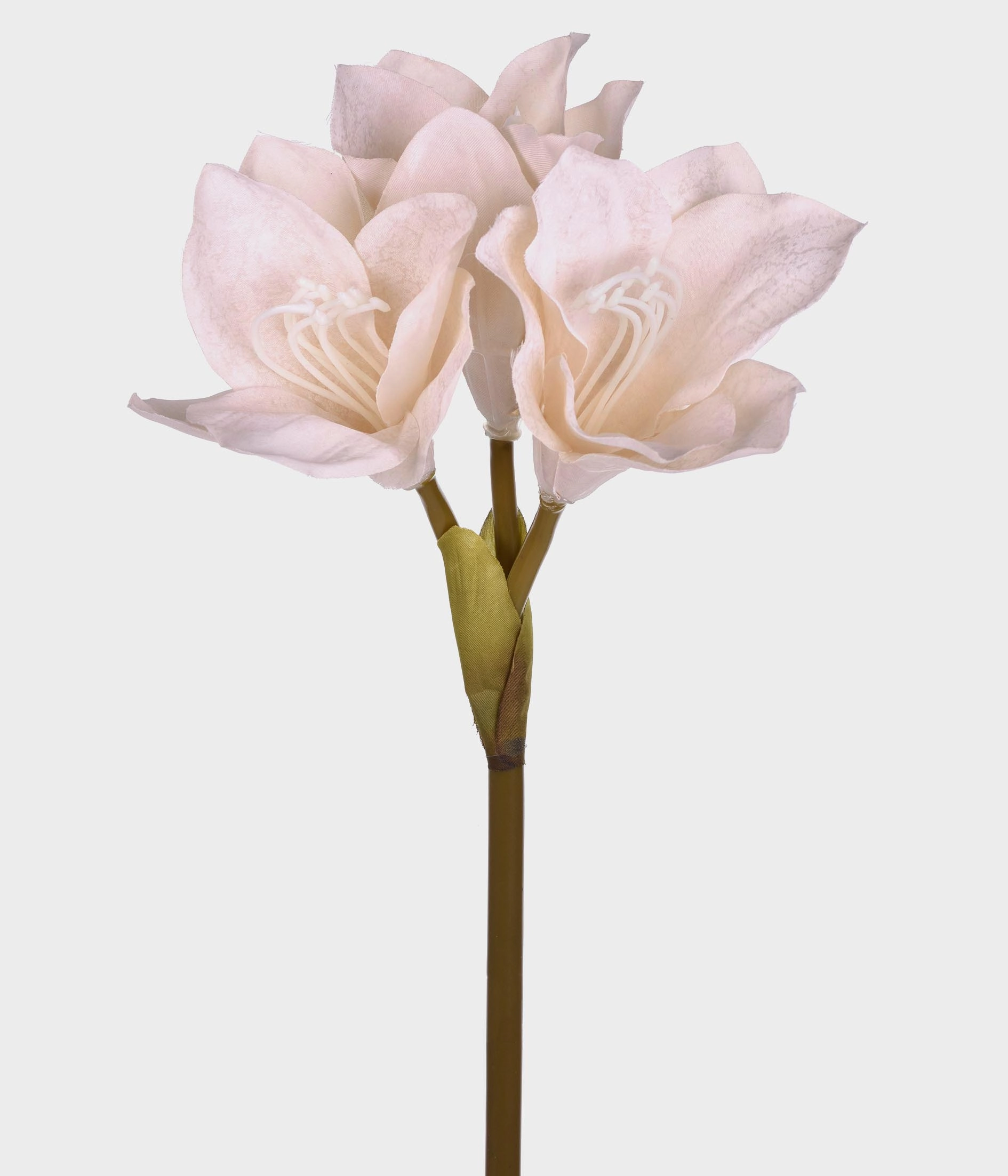 Ht Amarilis Creme Grillo