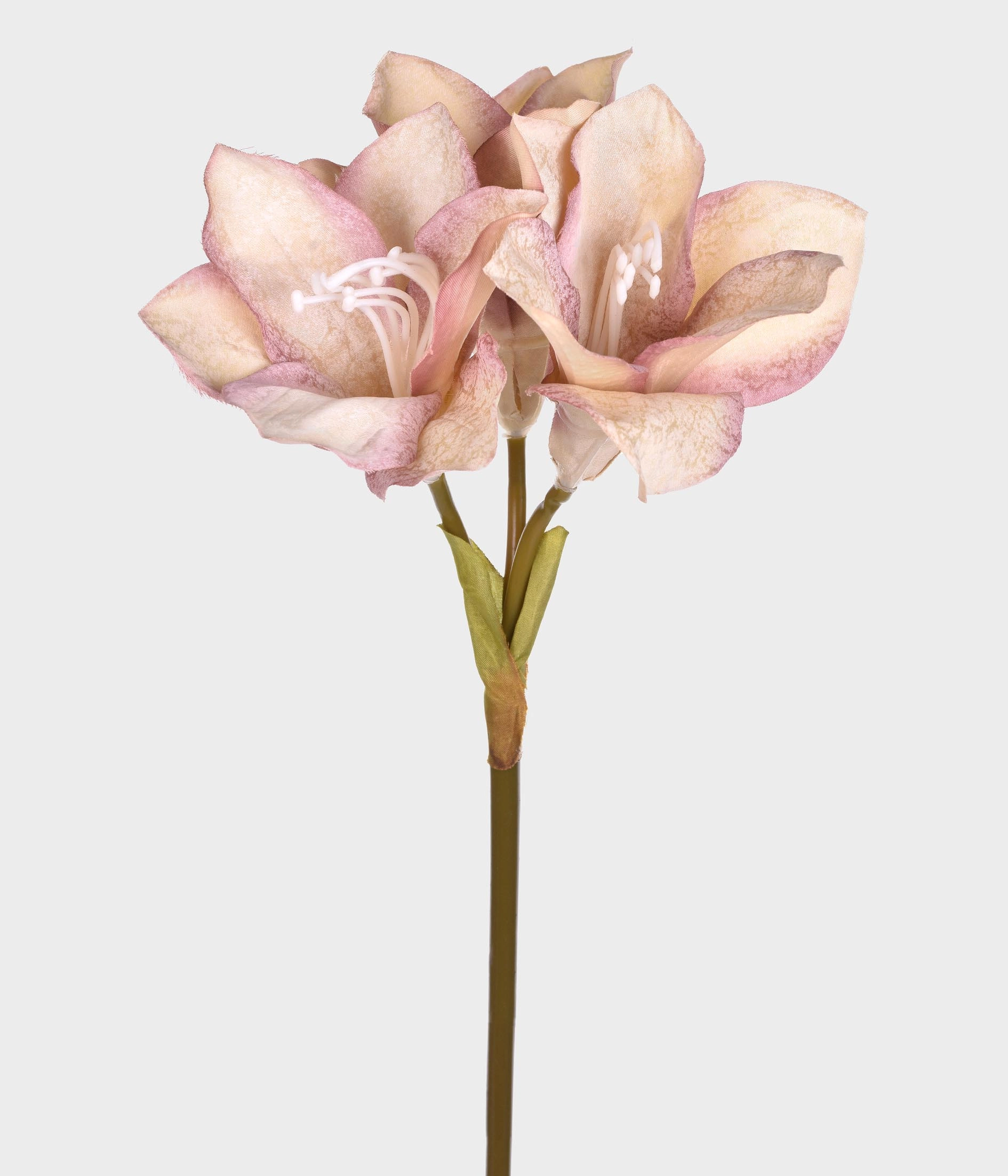 Haste Amarilis Rosa 50277 018 Grillo