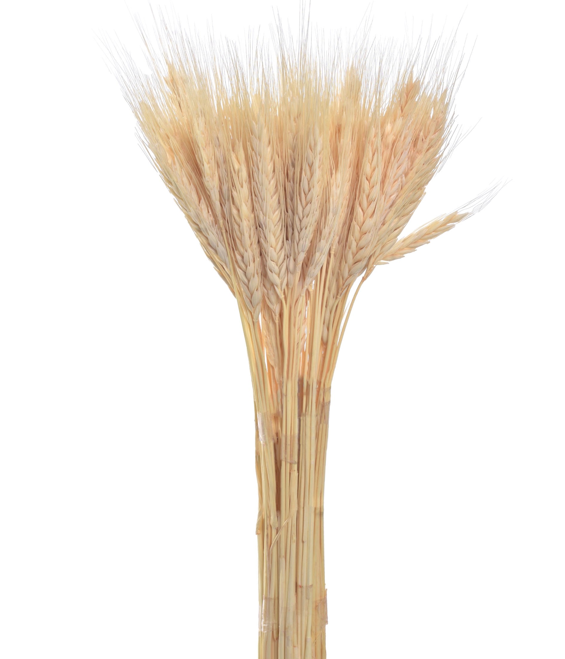 Ht De Trigo Seco Grillo Natural 1x10und