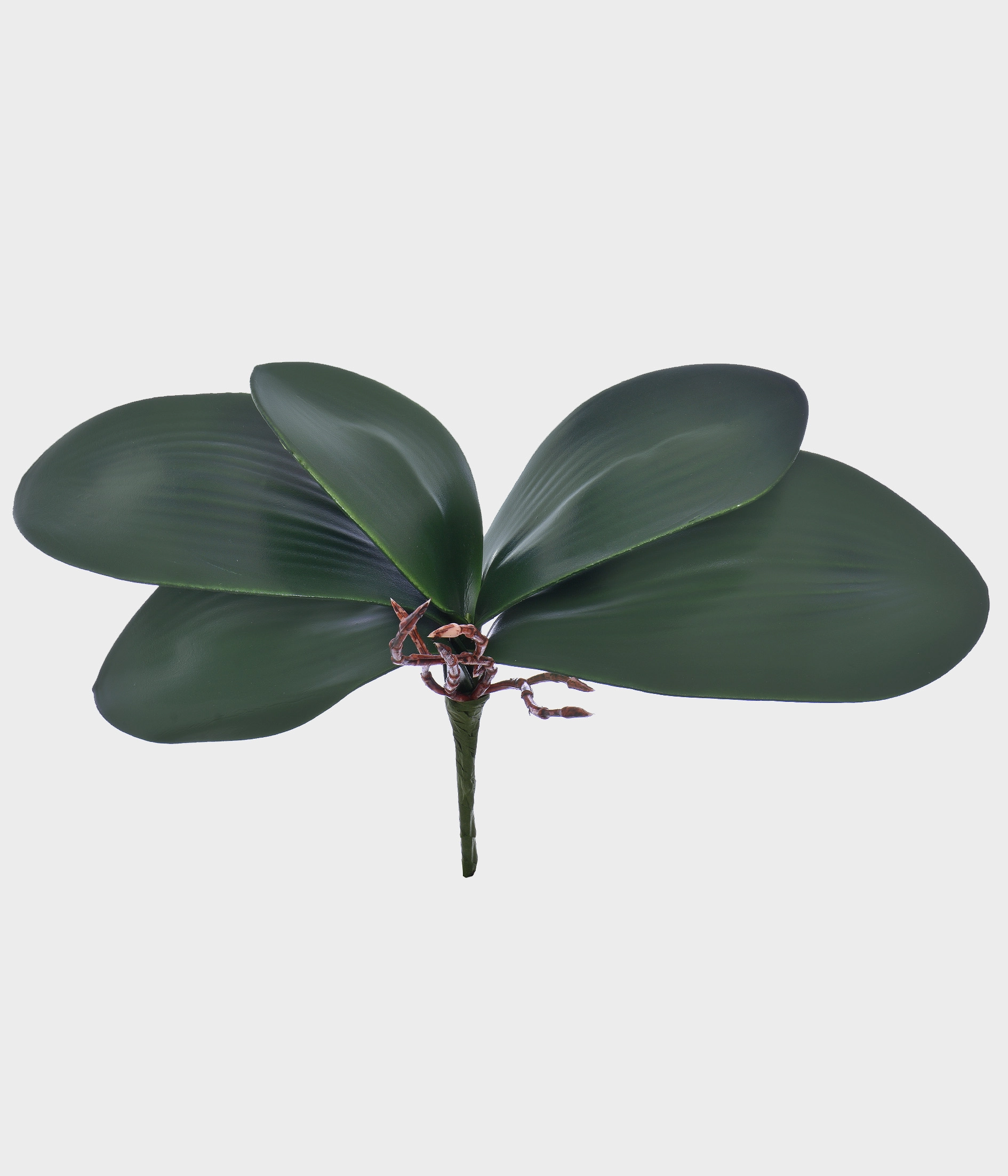 Folha Orquidea X5 Raiz Eva 50959 004 Grillo