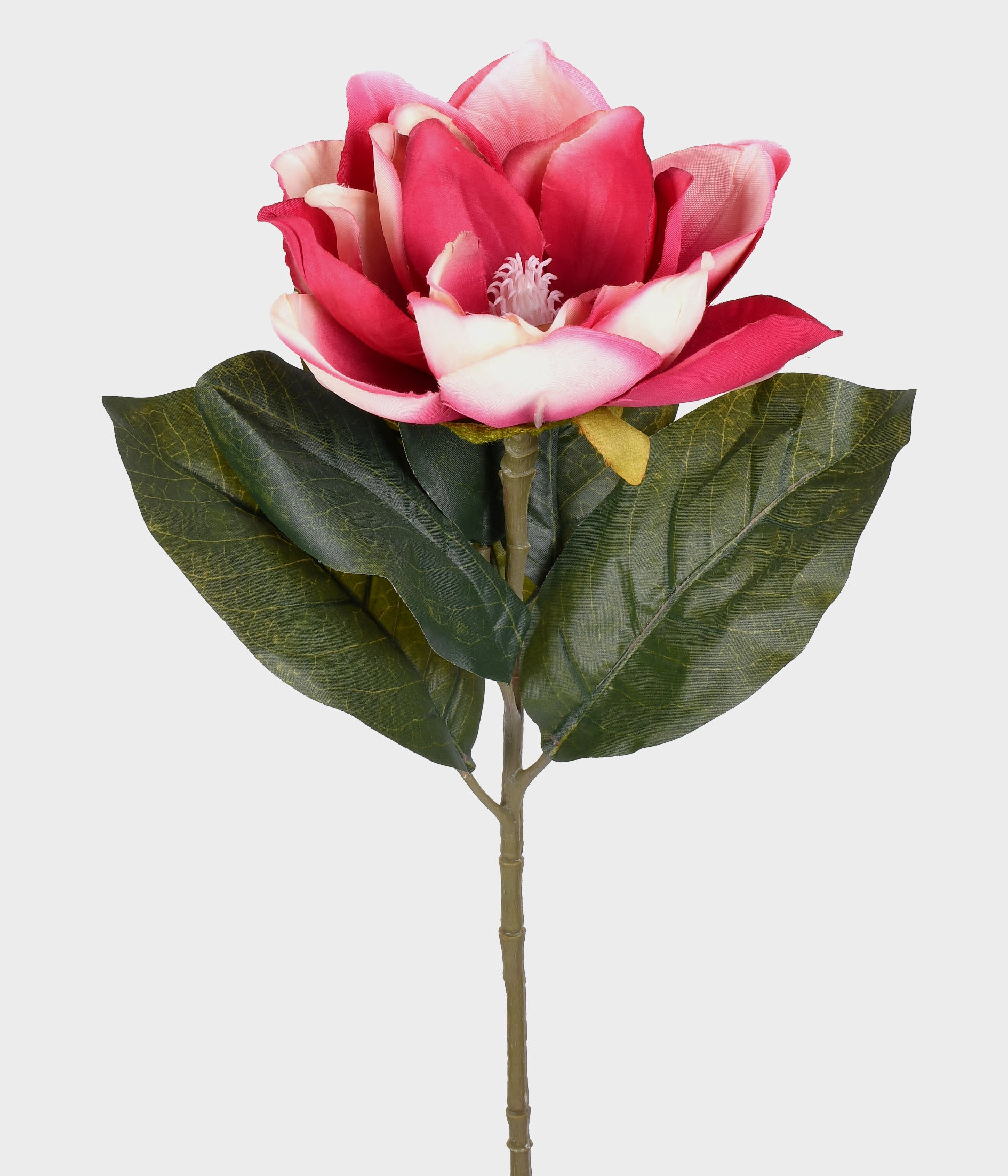 Ht Peonia Campo 51.176 224 Grillo