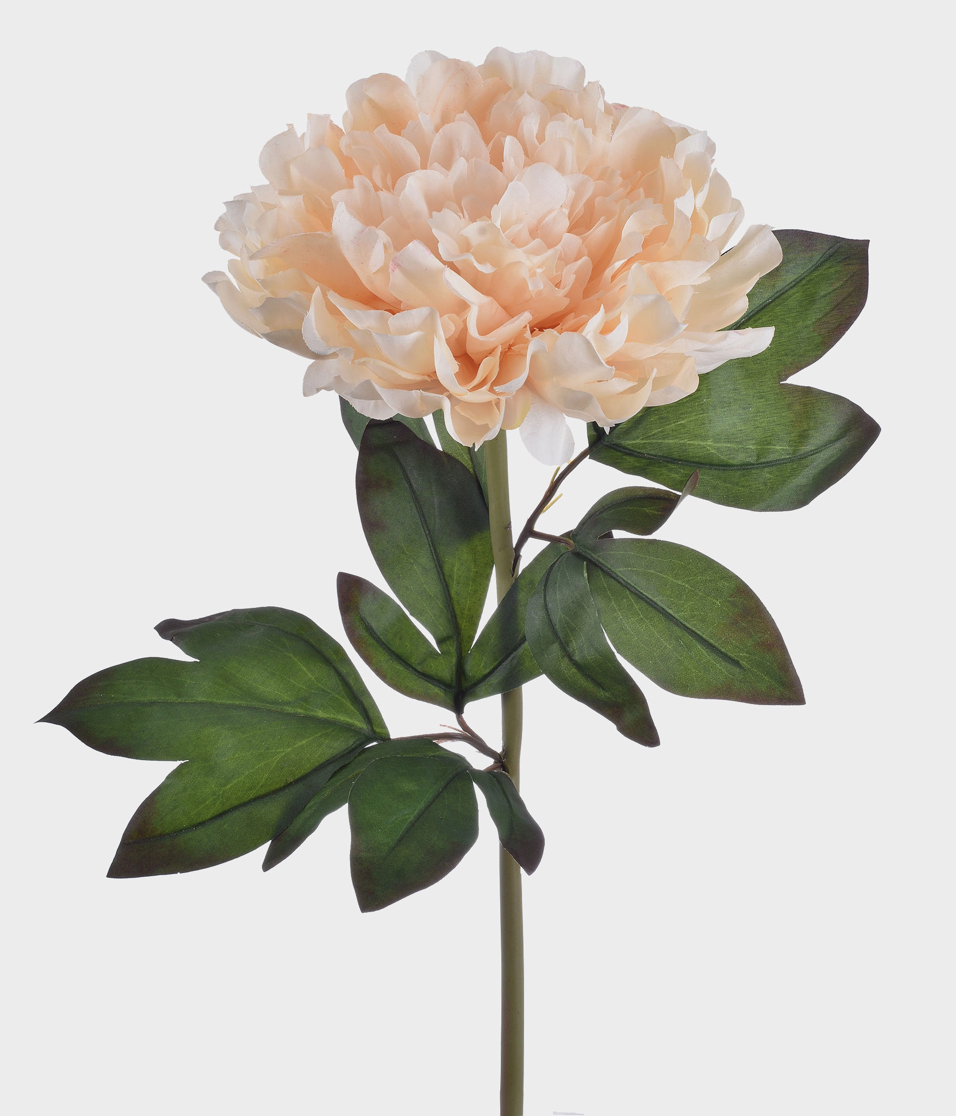 Ht Peonia Campo 51.176 010 Grillo