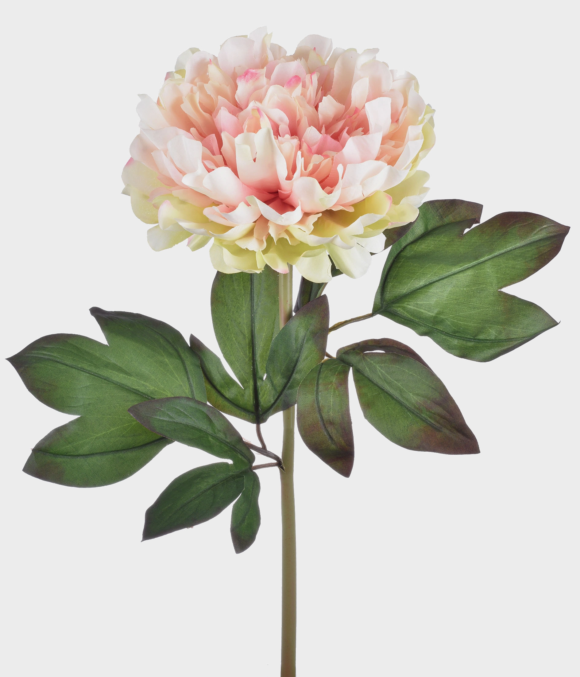 Ht Peonia Campo 51.176 043 Grillo