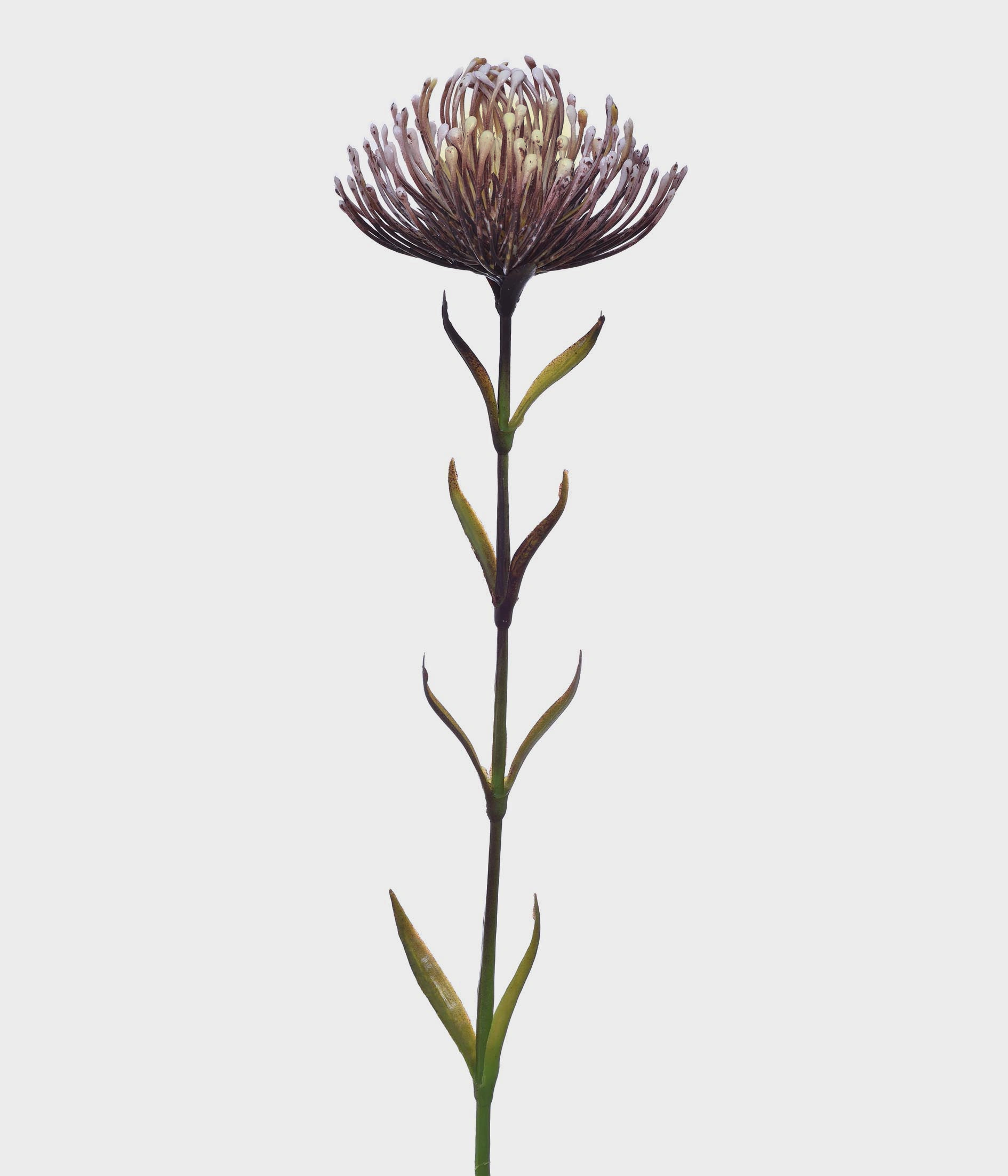 Ht Leucospermum 51191 381 Grillo