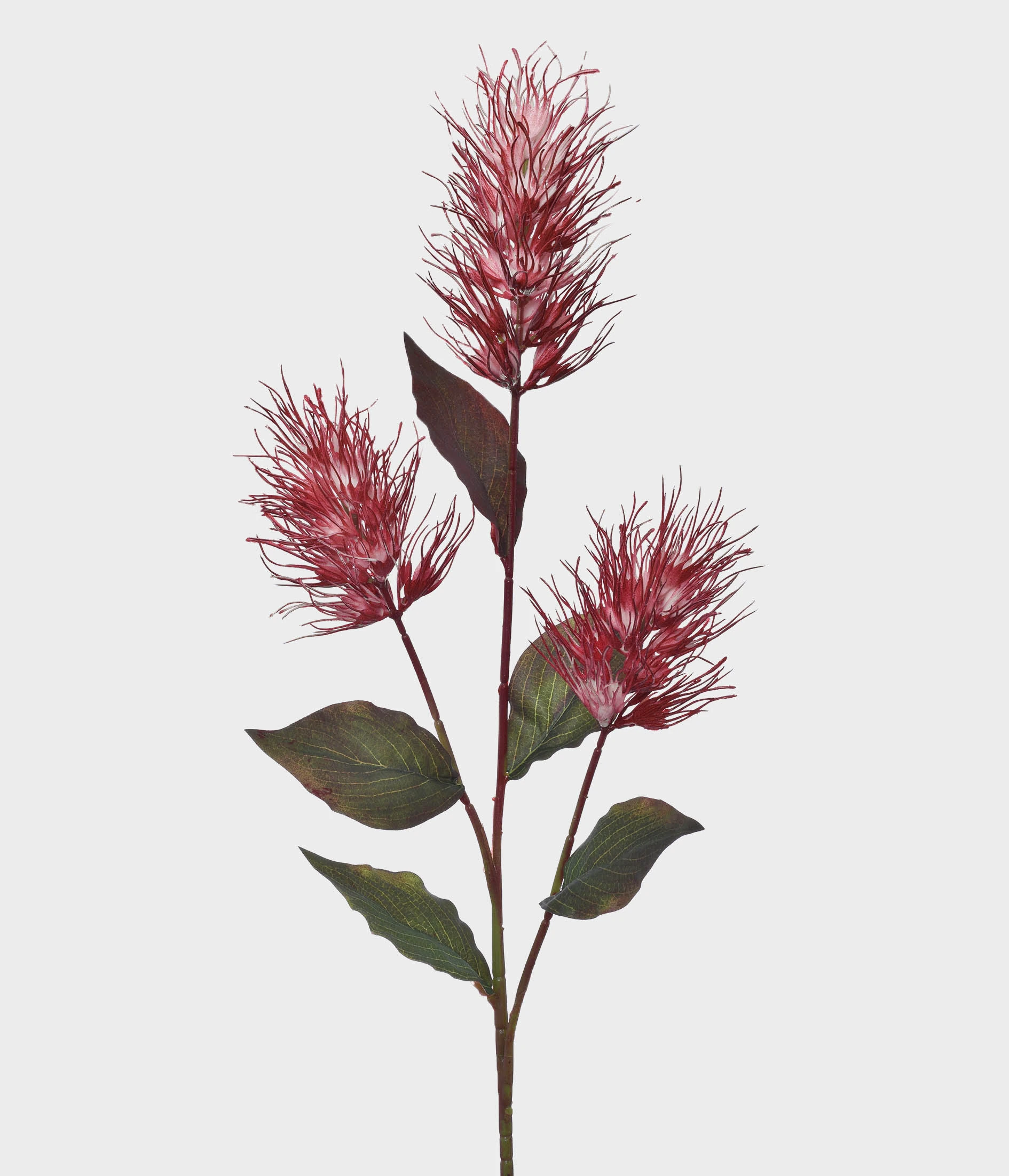 Ht Cirsium 51192 163 Grillo