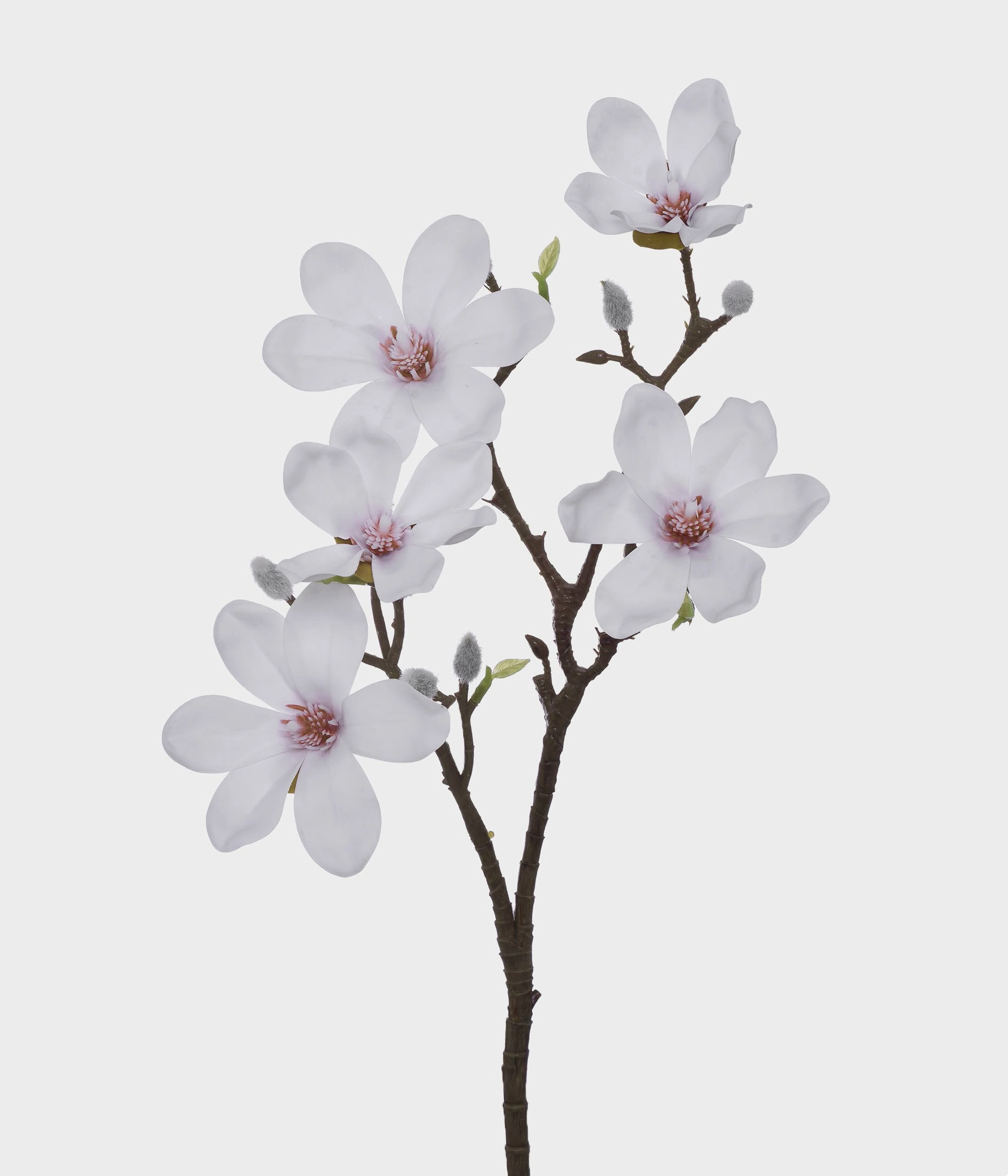 Ht Magnolia Real 51203 008 Grillo