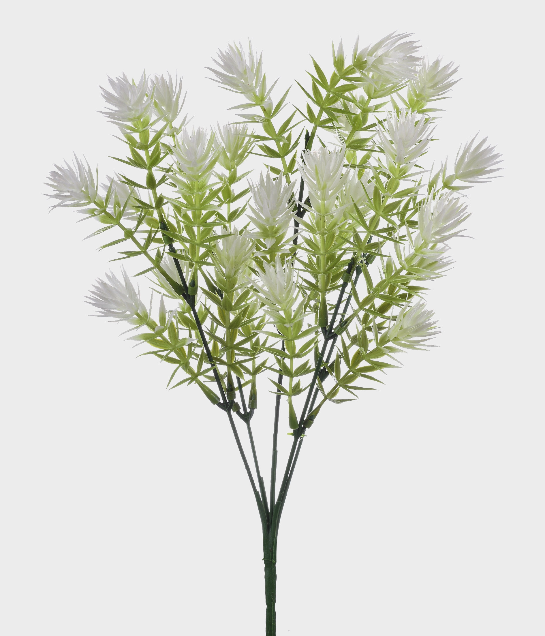Buque Folhas De Alium X5 51247 008 Grillo