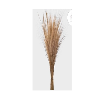 Capim Barba De Bode 51329 380 Grillo