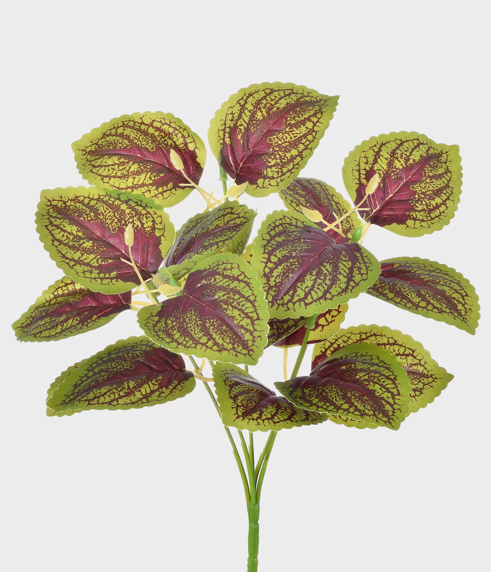 Buque Folhas Coleus 50213 080 Grillo