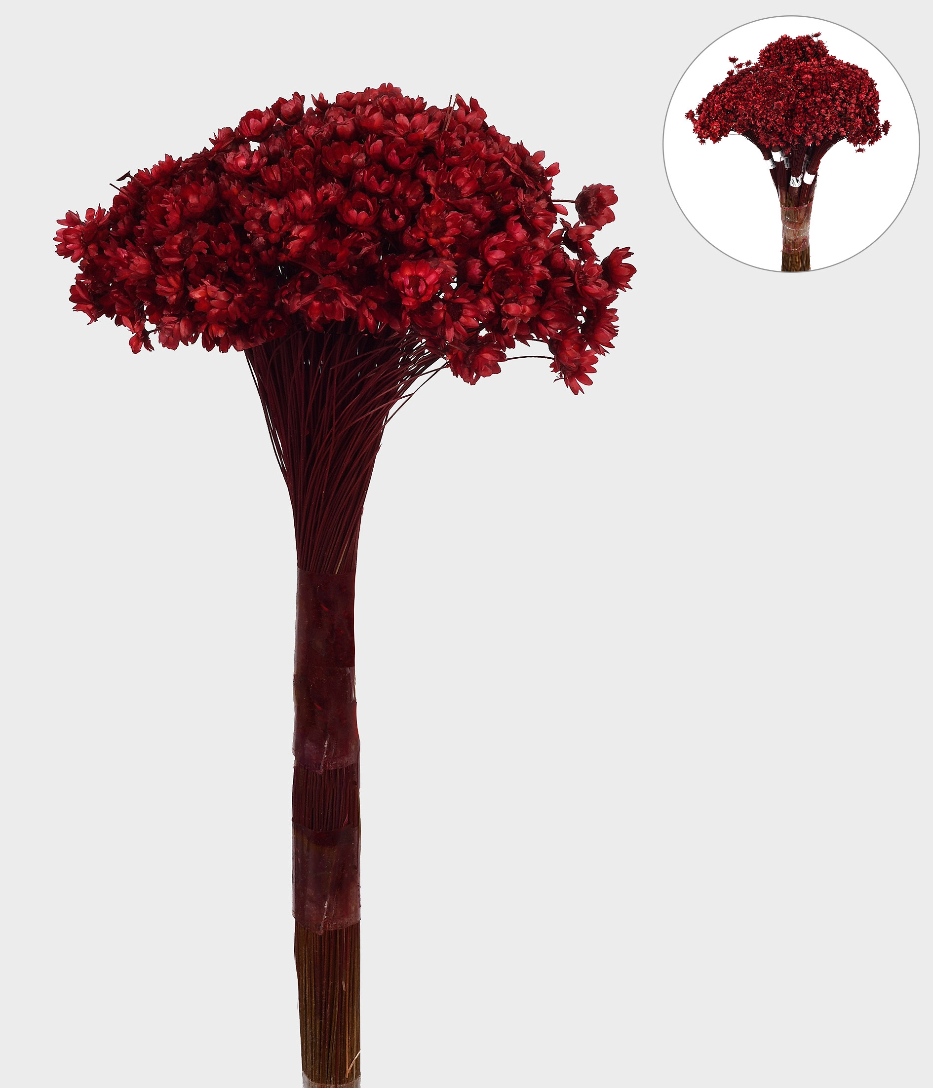 Flor Sempre Viva Bordo Grillo