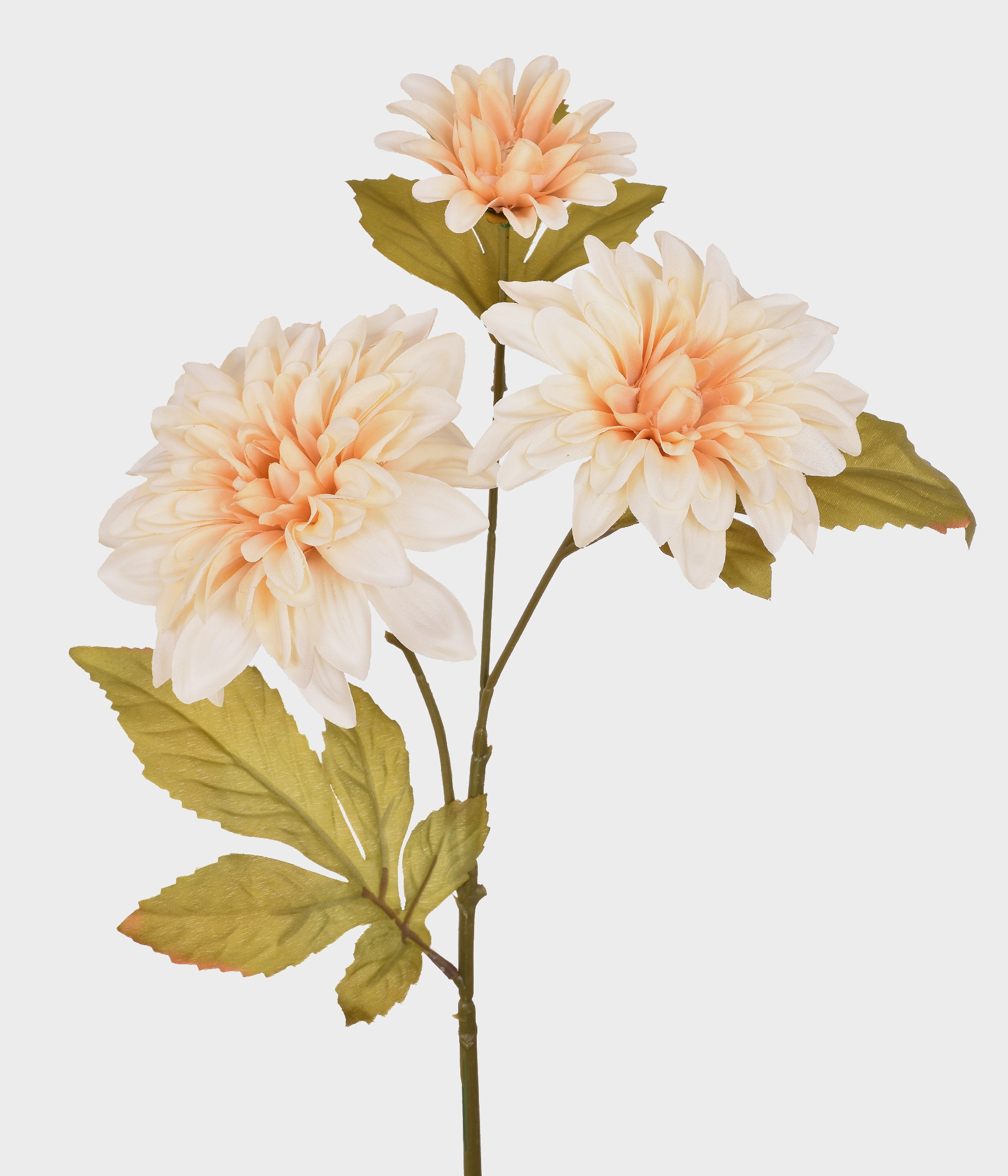 Ht Dalia Outonada X3 51698 040 Grillo