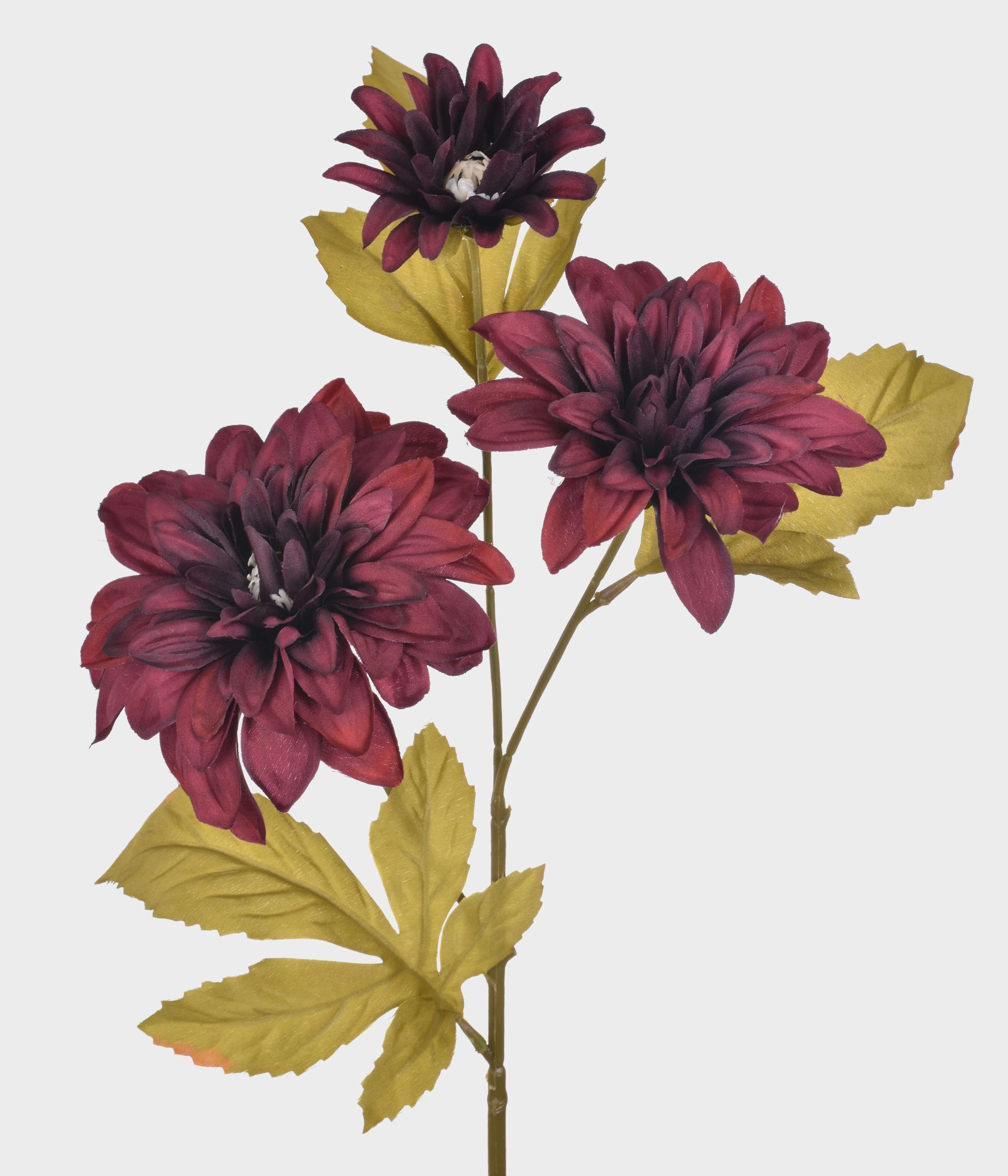 Ht Dalia Outonada X3 51.698 115 Grillo