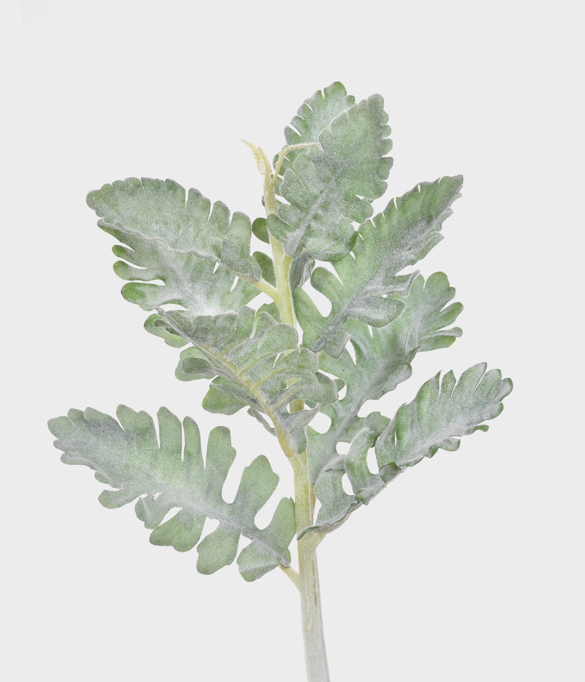Haste Folhas Coleus Flocada Verde X9 51769 004 Grillo