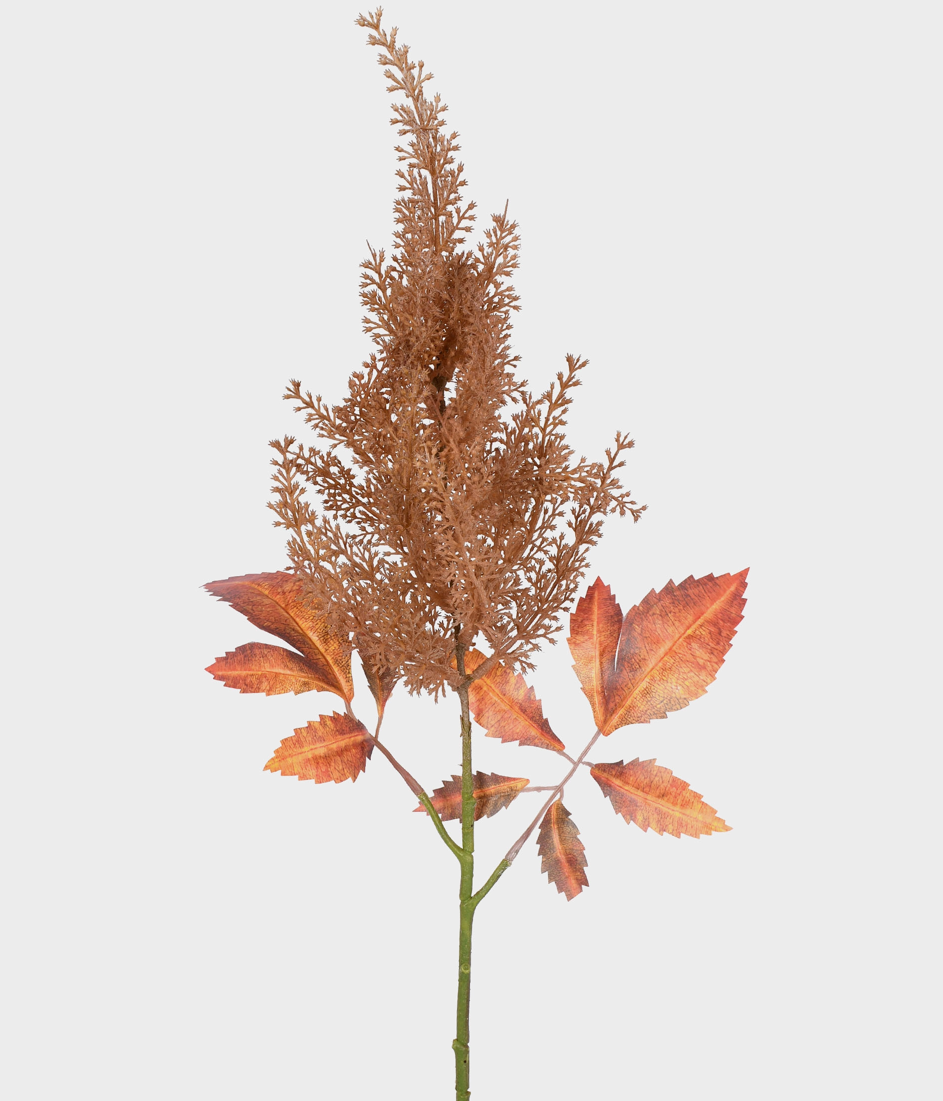 Haste Astilbe Outonada Rosa Outono 51891 241 Grillo