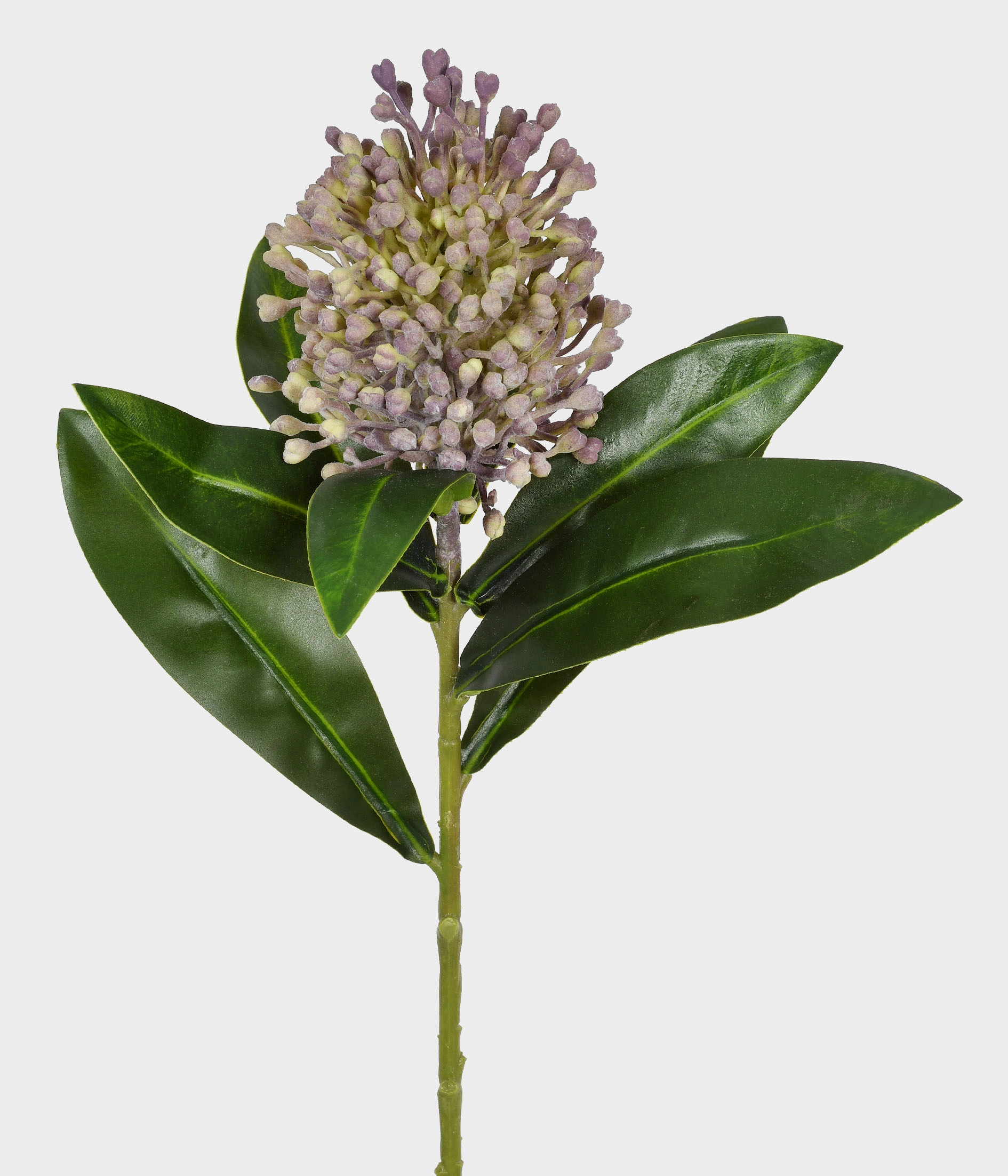 Haste Botao Bouvardia Lavanda 51903 031 Grillo