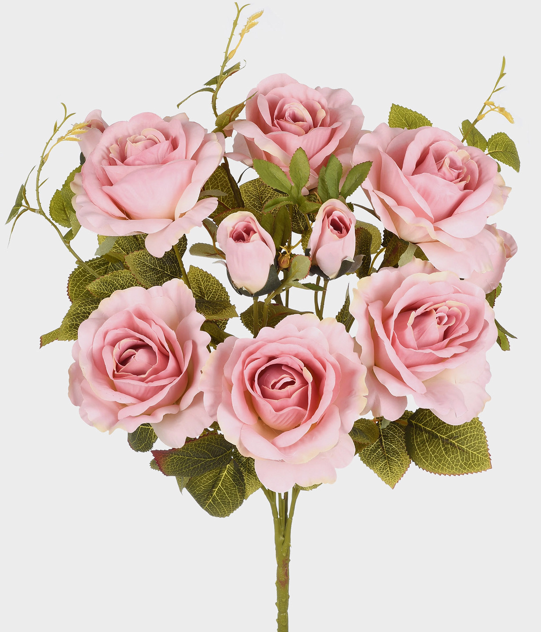 Bq Rosa X10 51909 241 Grillo