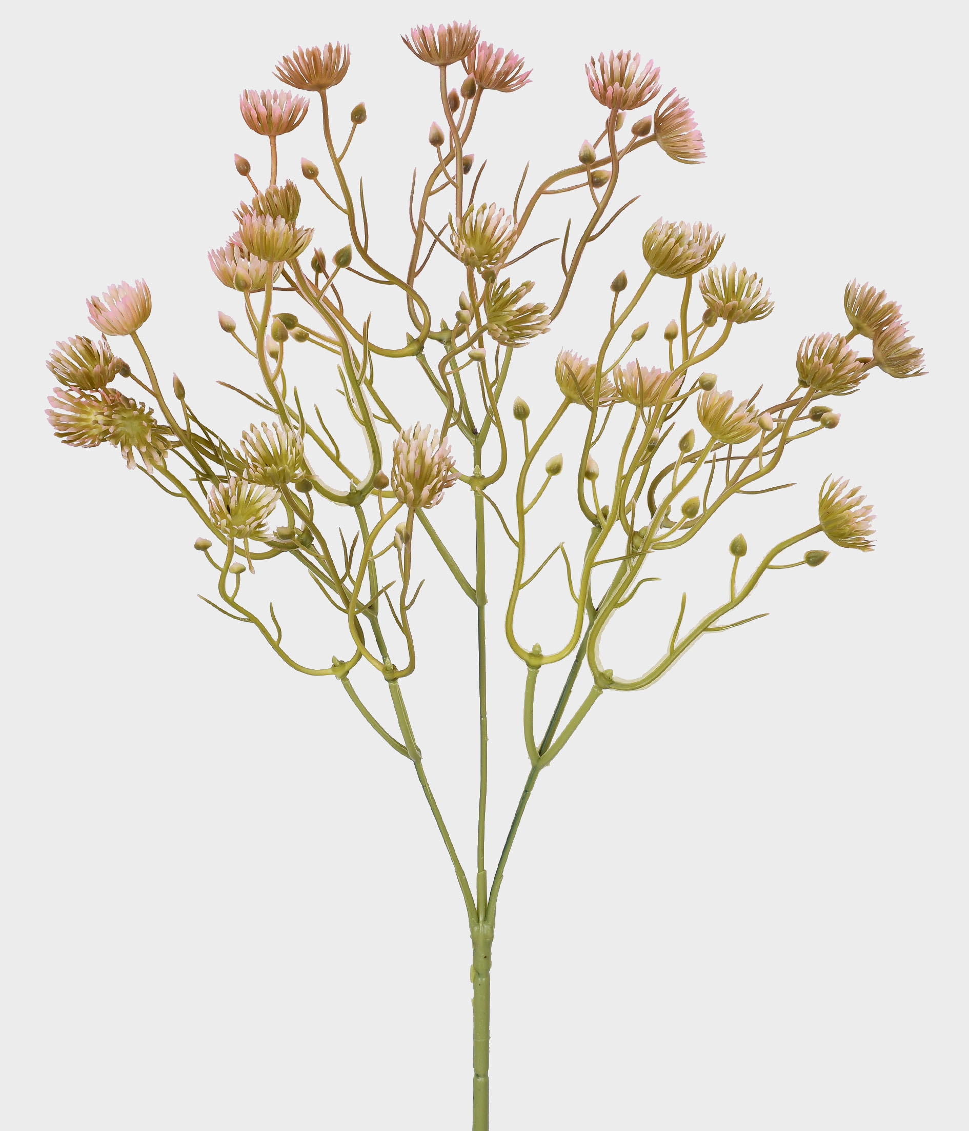 Haste Mini Queen Ann X3 Rosa 53007 018 Grillo