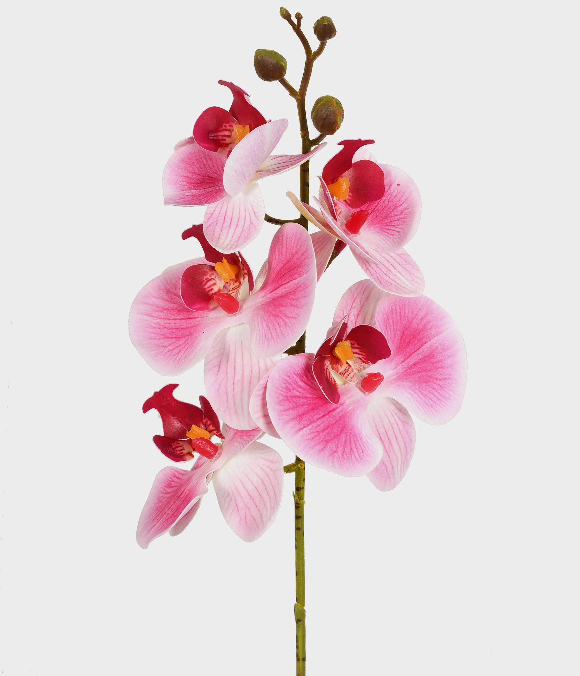 Ht Orquidea Phalaenopsis X5 3d Rosa Grill