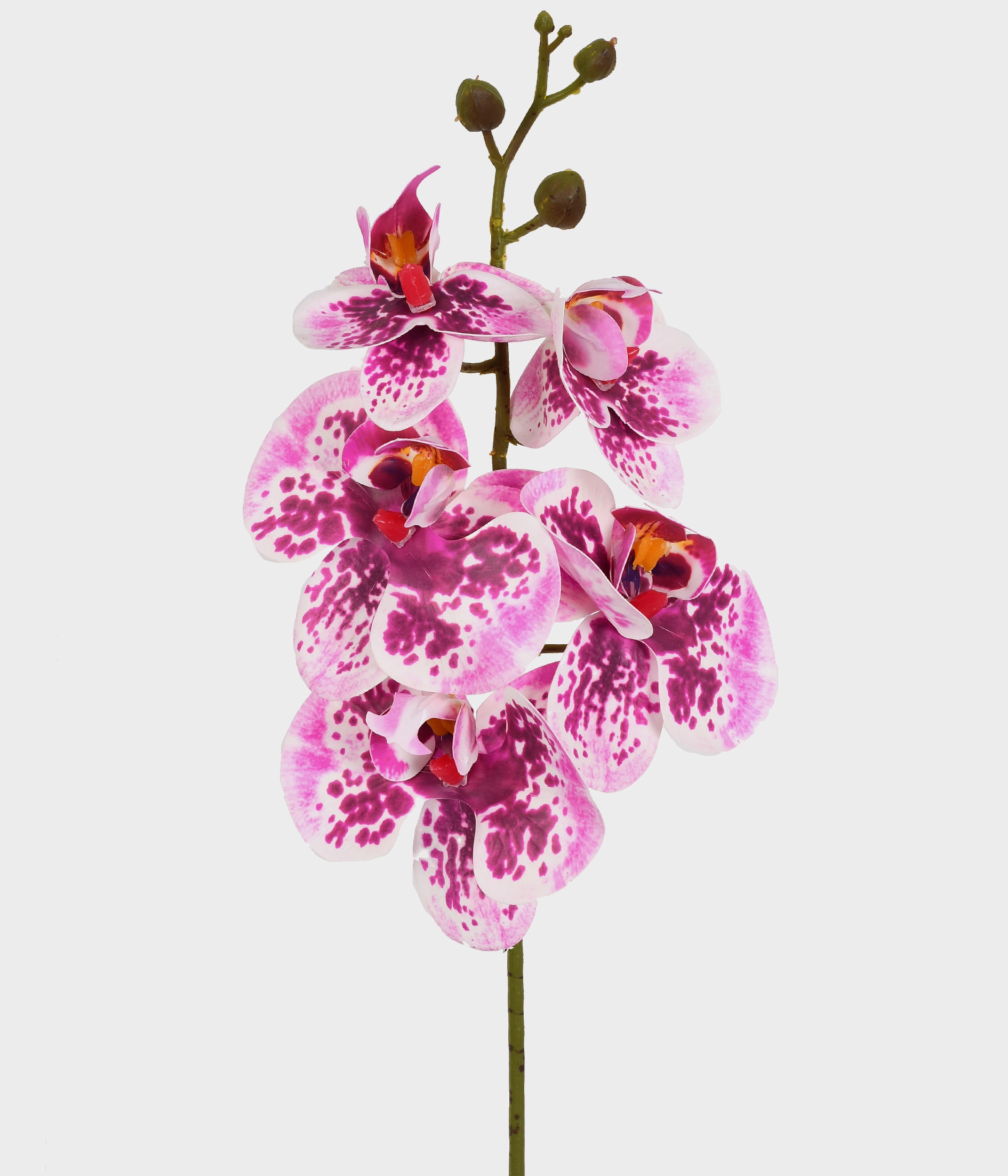 Ht Orquidea Phalaenopsis X5 3d Vinho