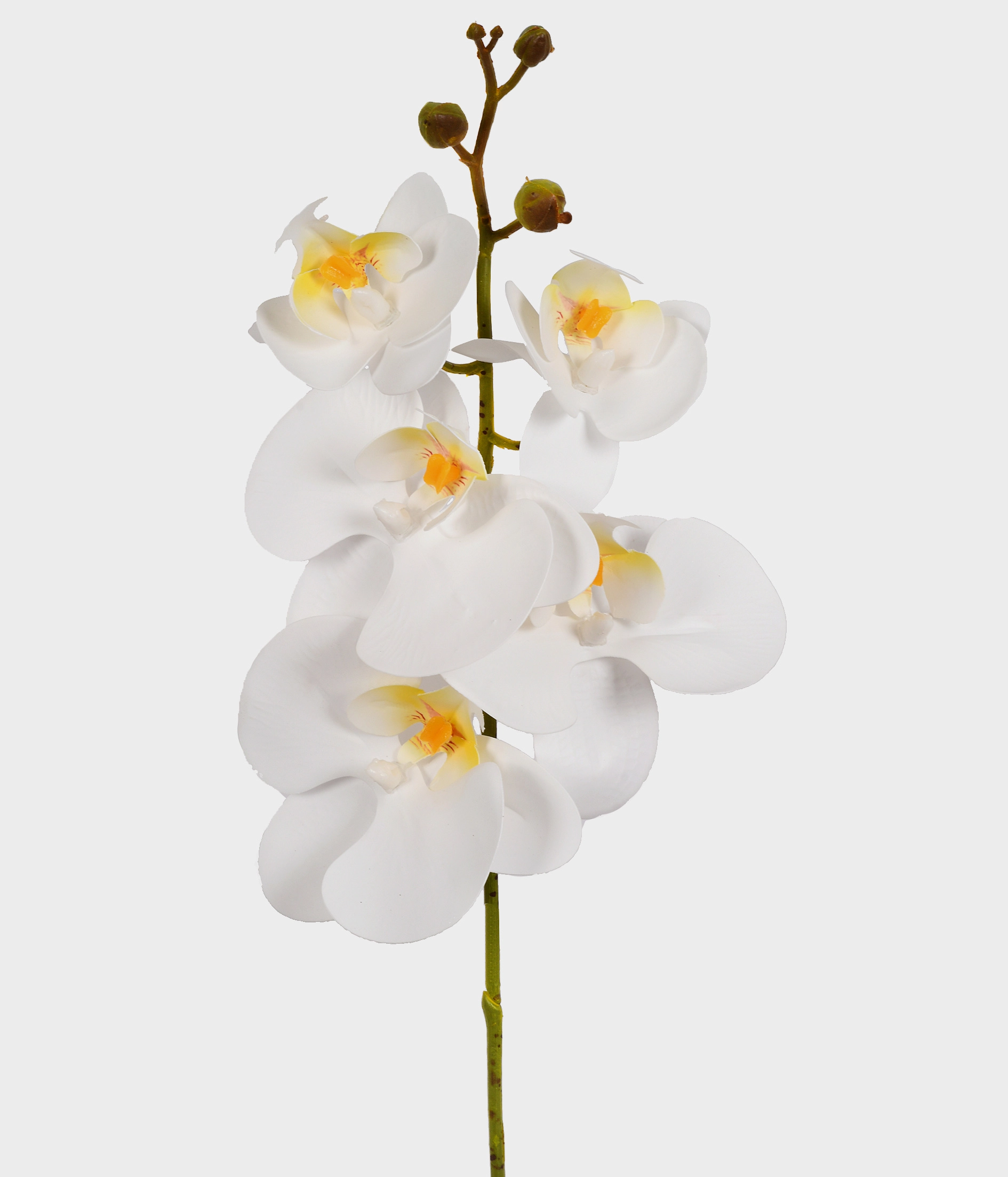 Ht Orquidea Phalaenopsis X5 3d Creme