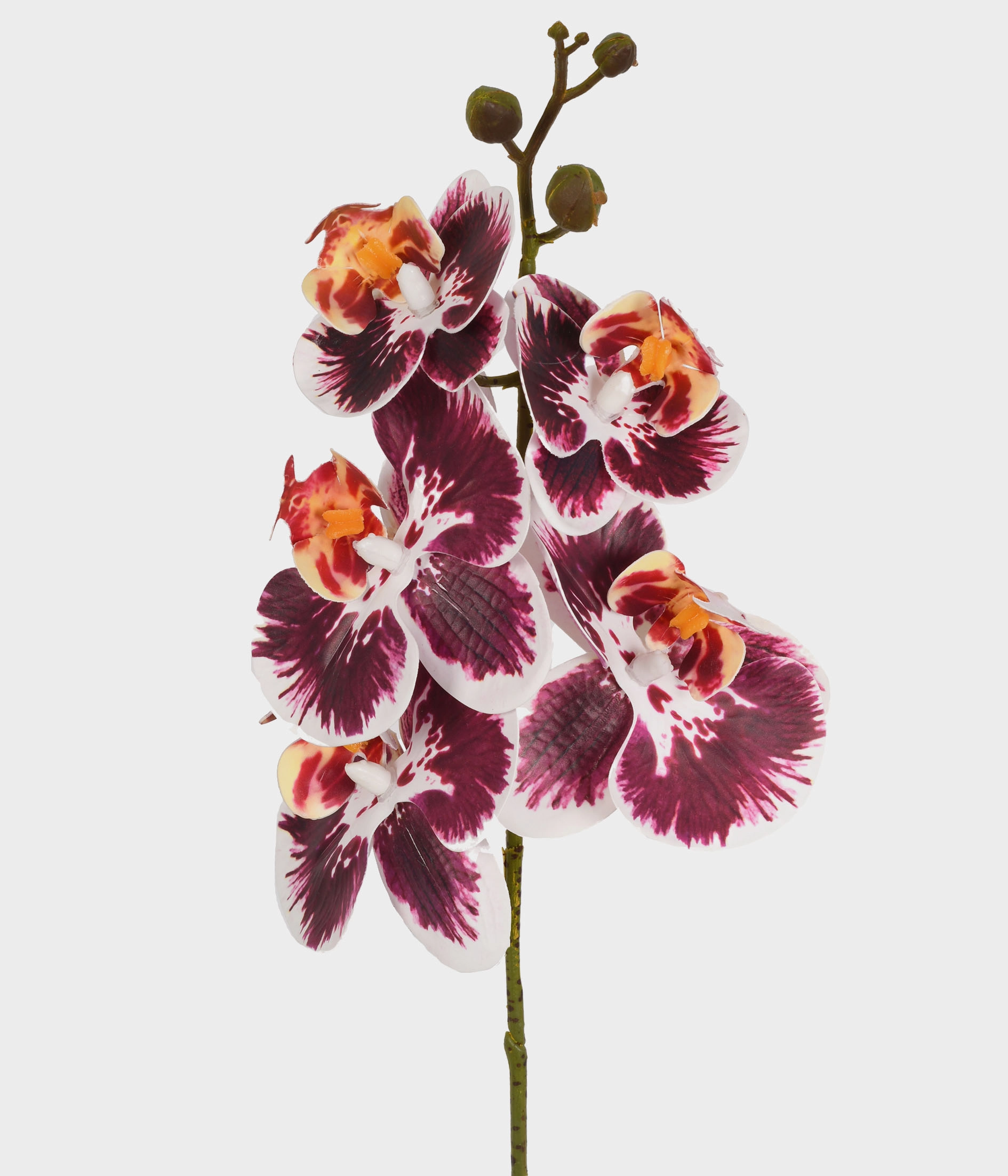Ht Orquidea Phalaenopsis X5 3d Marsala 53475 580 G