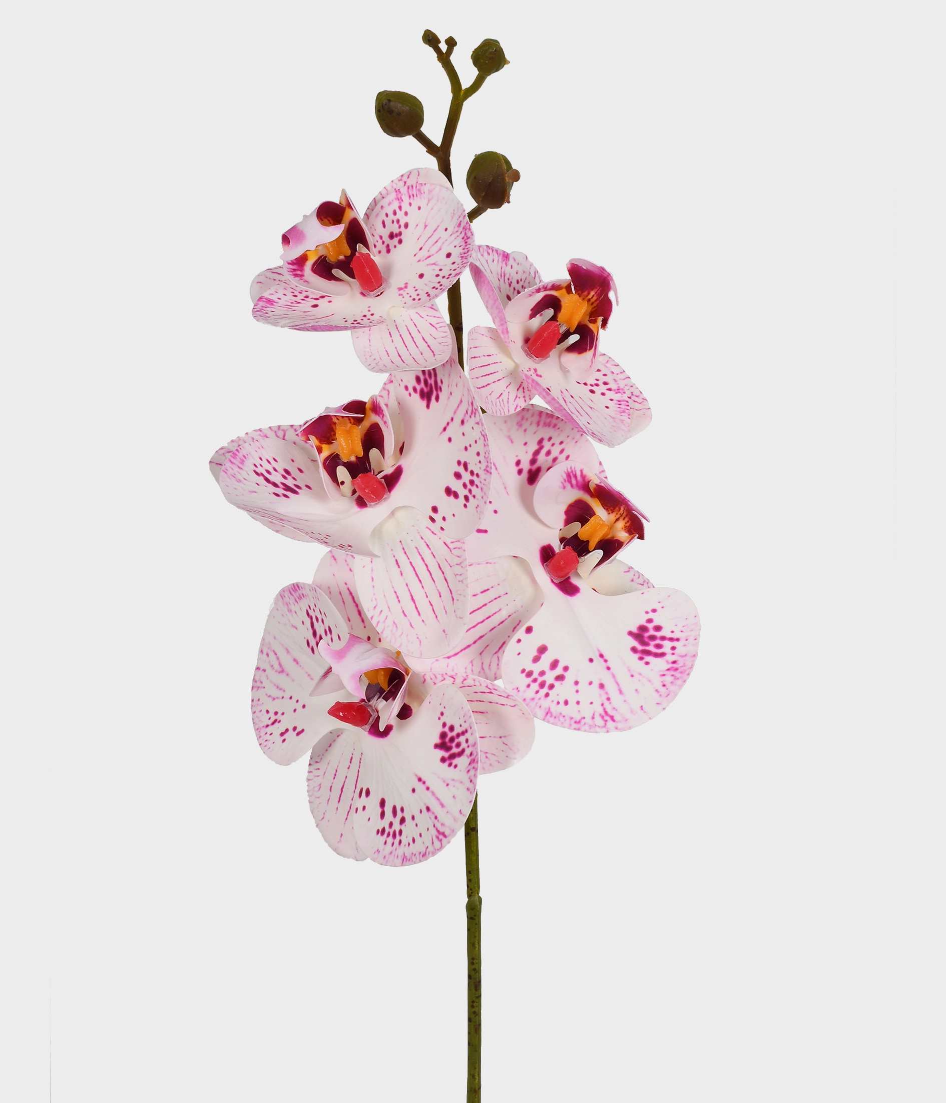 Ht Orquidea Phalaenopsis X5 3d Purpura Gr