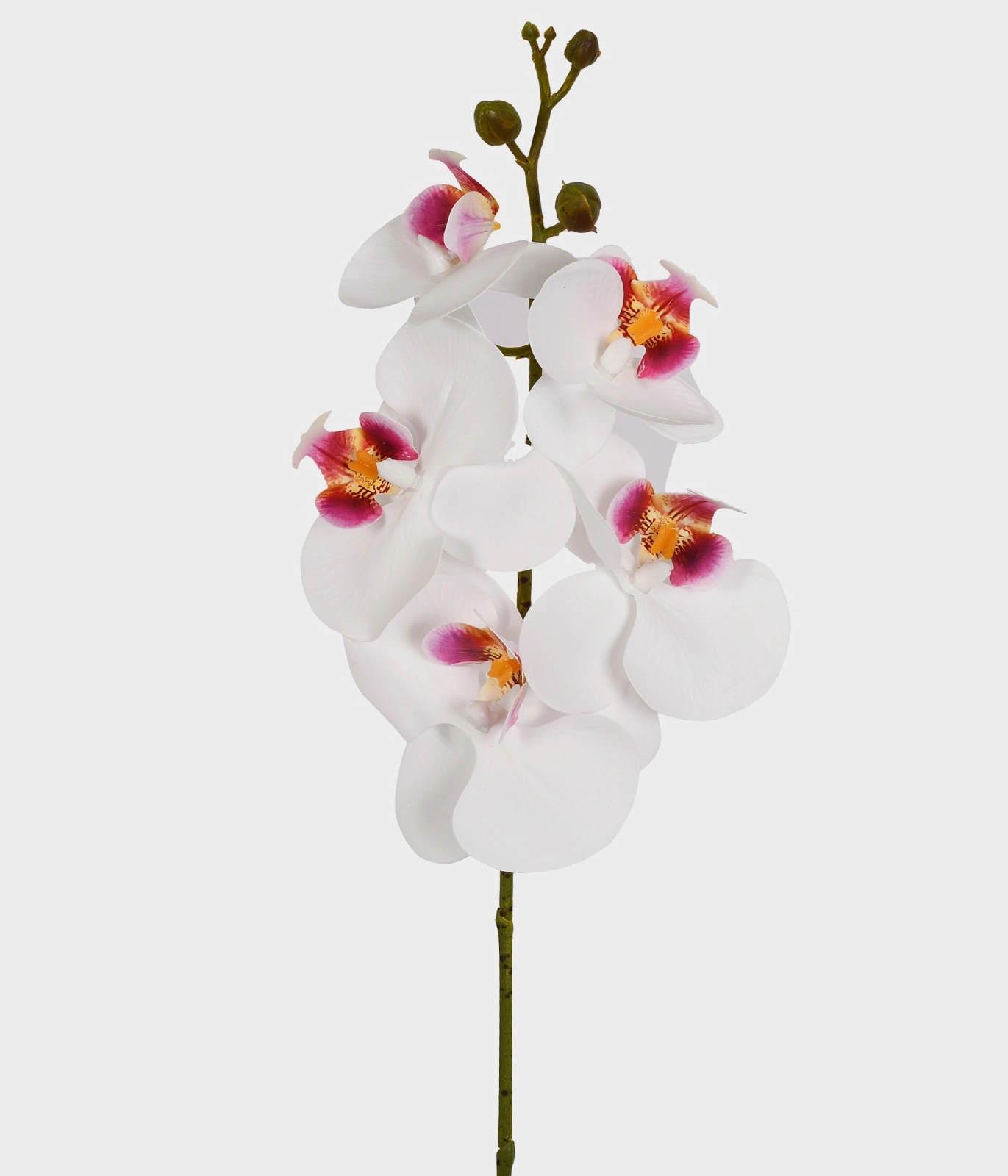 Ht Orquidea Phalaenopsis 3d Bran 53475 008 Grillo