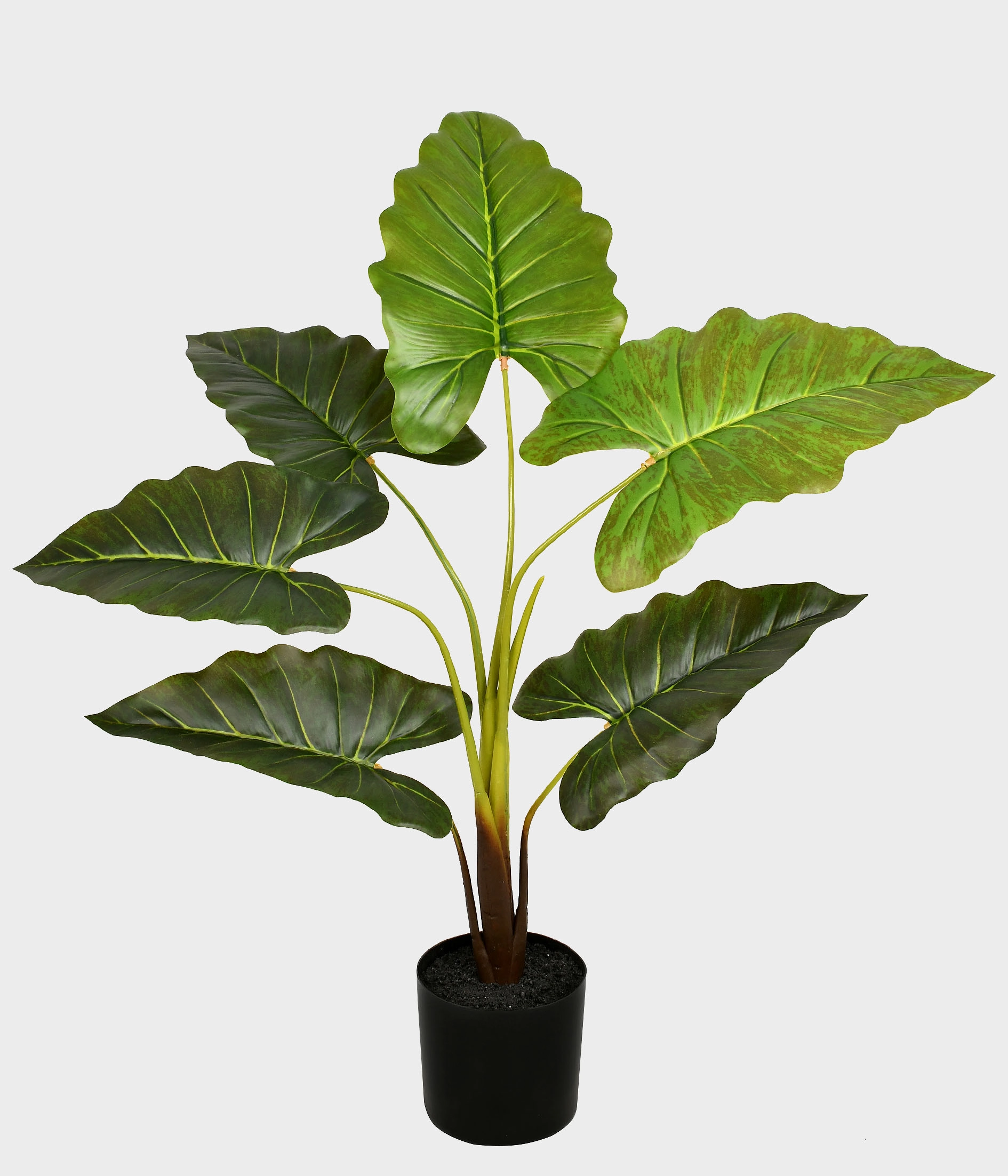 Pl Folhas Taro X6 Toque Real Verde Ref.53509 004