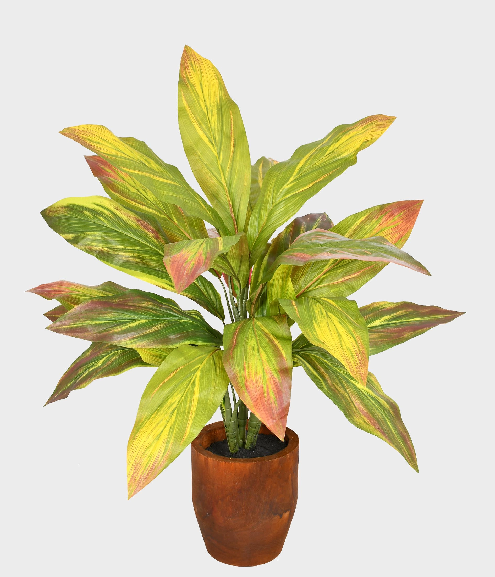 Arvore Dracena X23 53512 004 Grillo