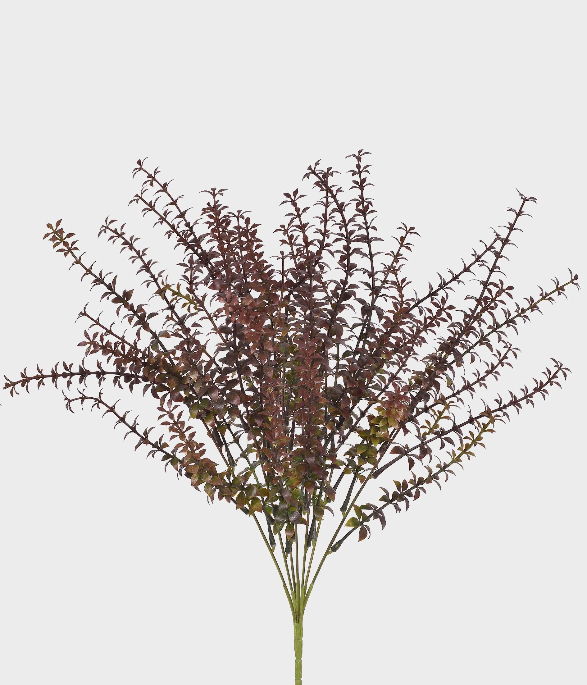 Buque Lavanda X7 55290 161 Grillo