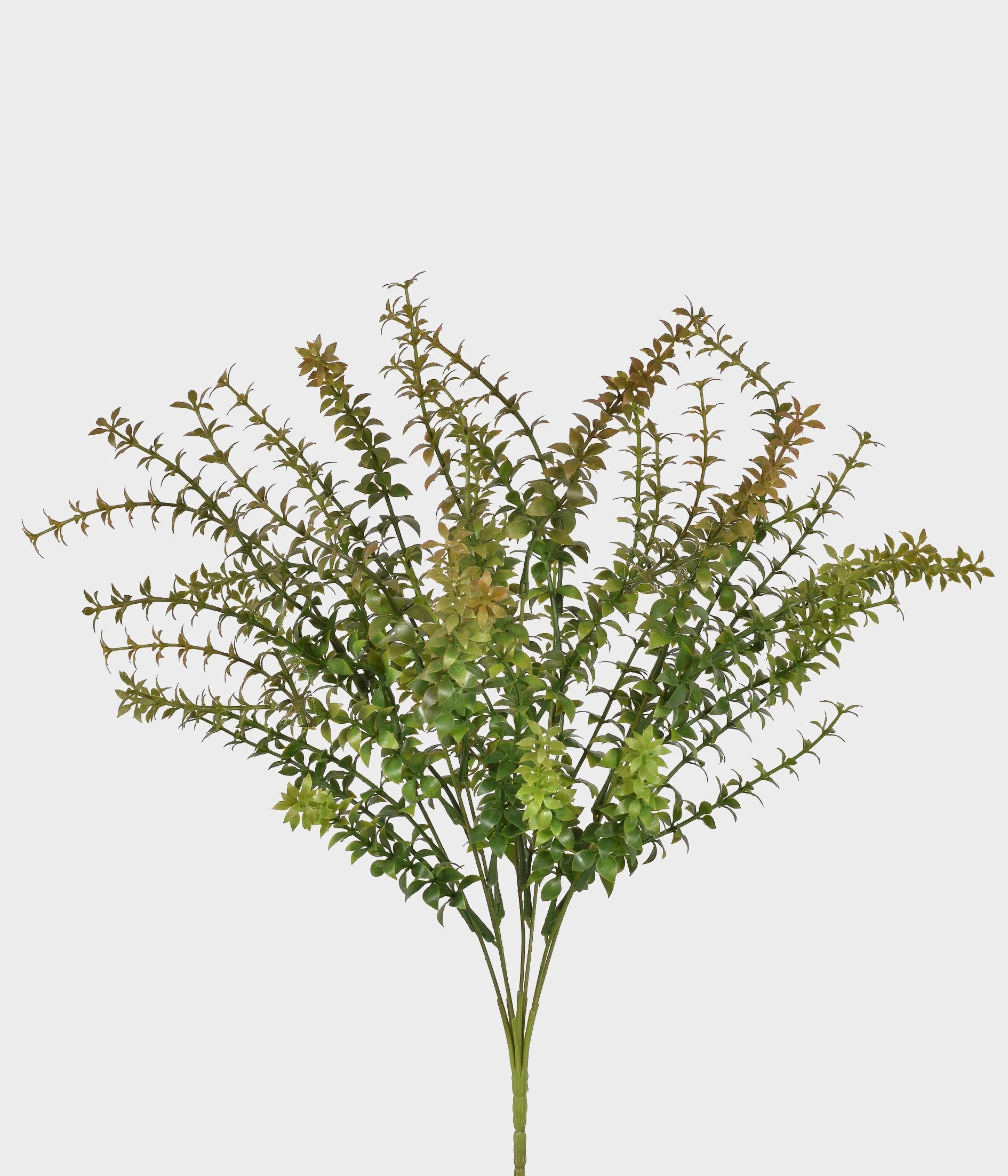 Buque Lavanda X7 55290 004 Grillo