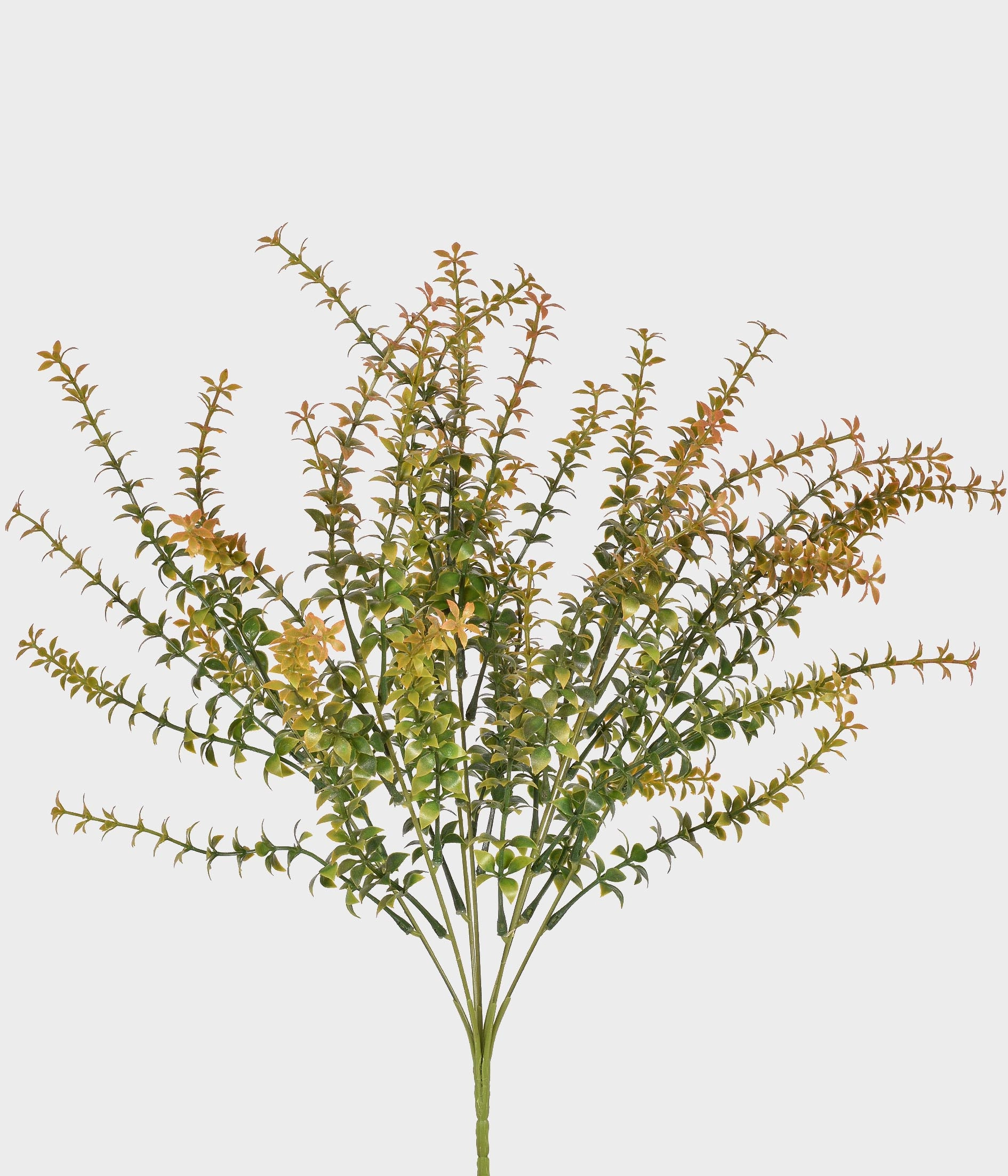 Buque Lavanda X7 55290 243 Grillo