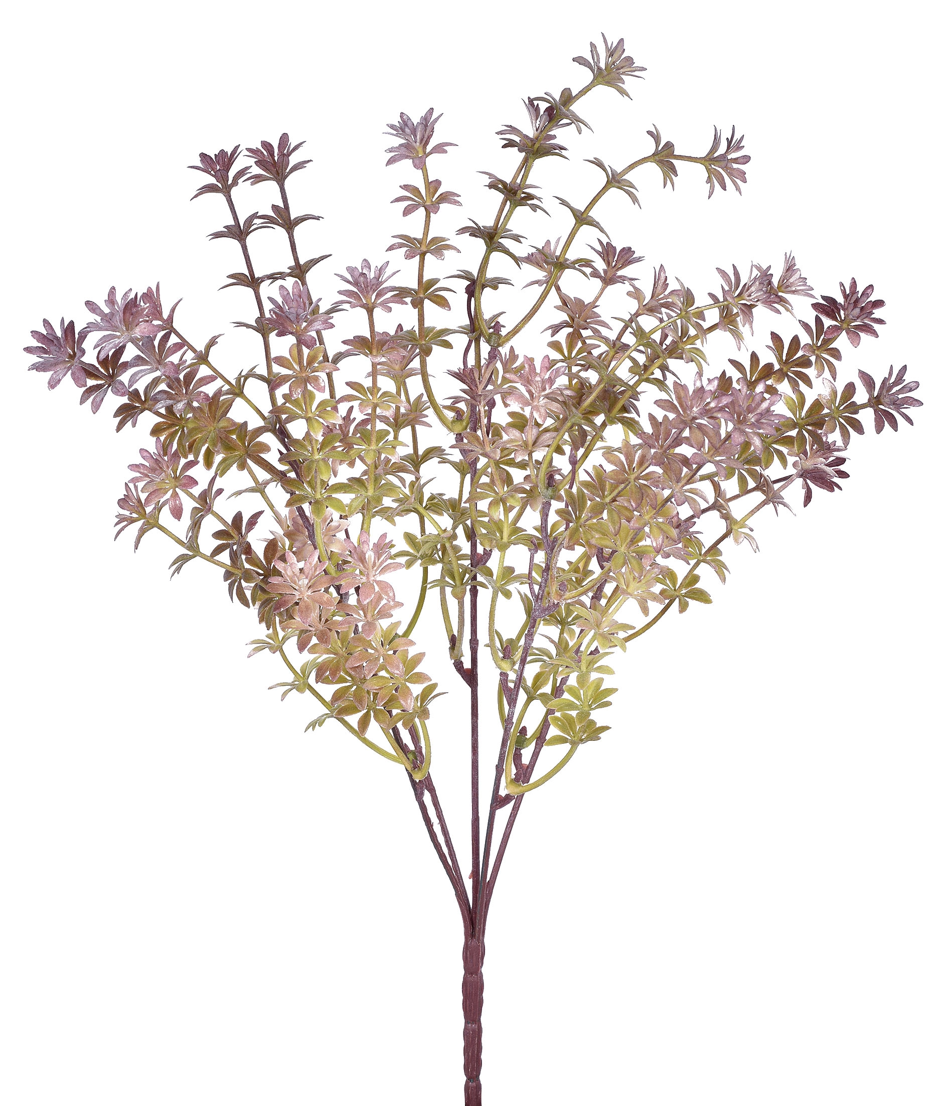 Buque Folhas Estrela Lavanda Verde X5 55321 262 Grillo