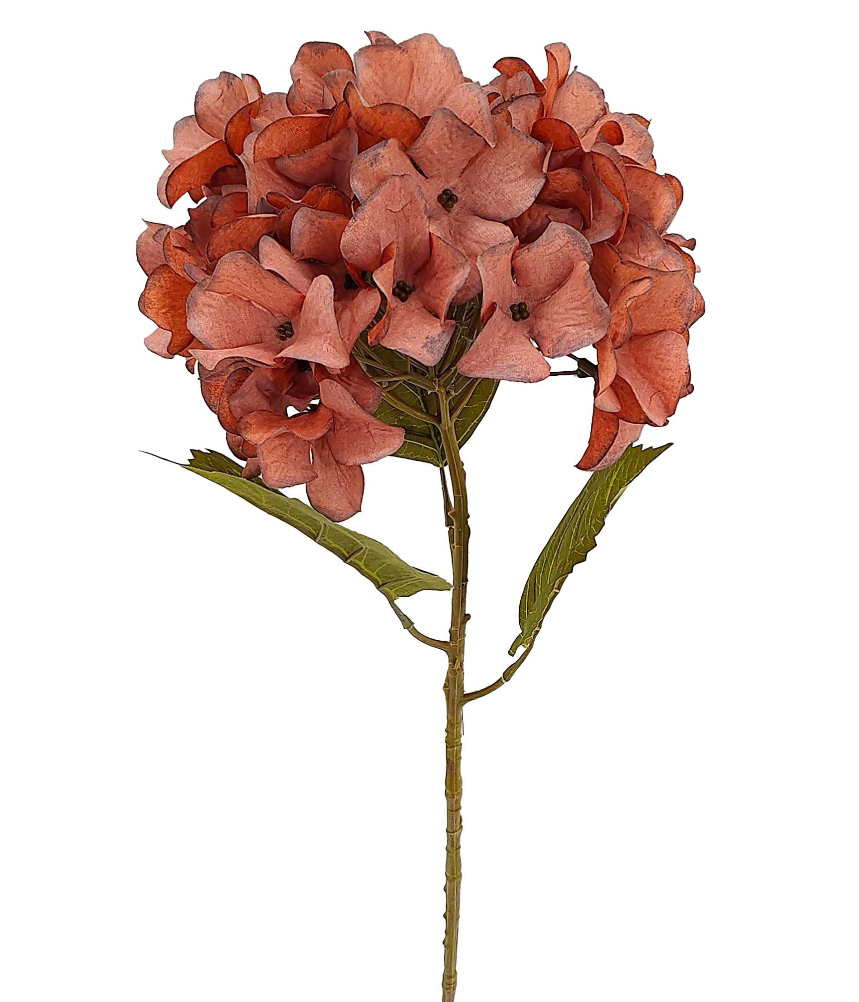 Haste Hortensia Malva 57725 539 Grillo