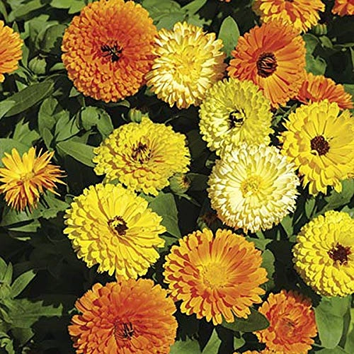 Sementes Calendula Bonina Dobrada Sortida Isla