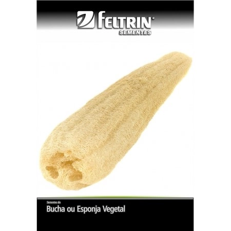 Sementes De Abobrinha Caserta Italiana