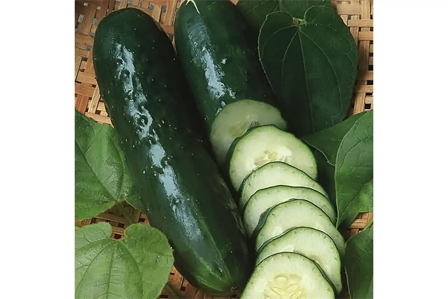 Pepino Verde Comprido Feltrin 1 G