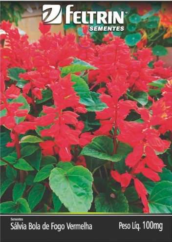 Salvia Ou Alegria De Jardim