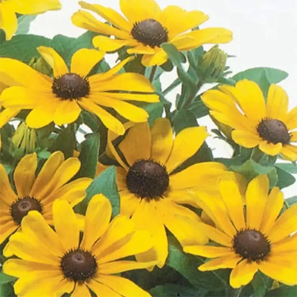 Semente Feltrin Rudbechia Amarela