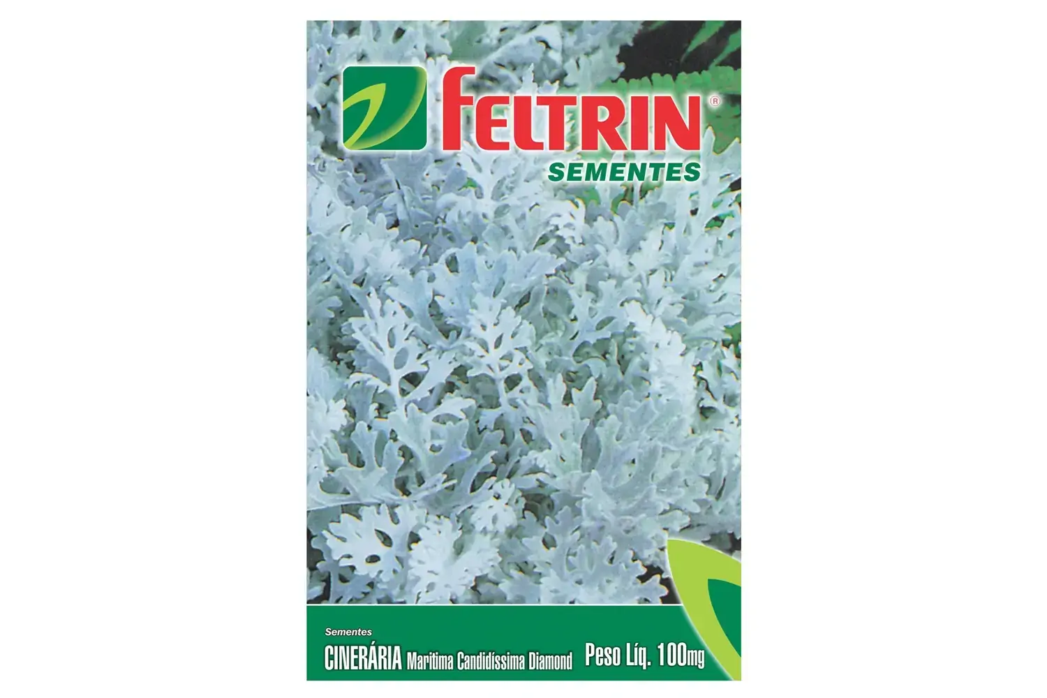 Semente Cineraria Maritima Candidissima 222 Feltrin