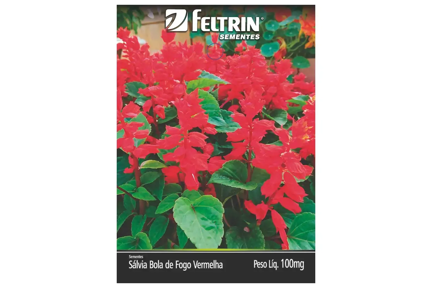 Semente Feltrin Sálvia Bola De Fog Vermelha 100mg