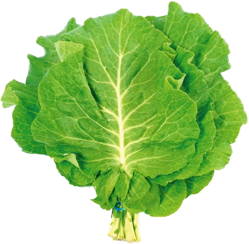 Couve Manteiga Hortella Und