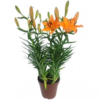 Flor Lirio Vermelho P15