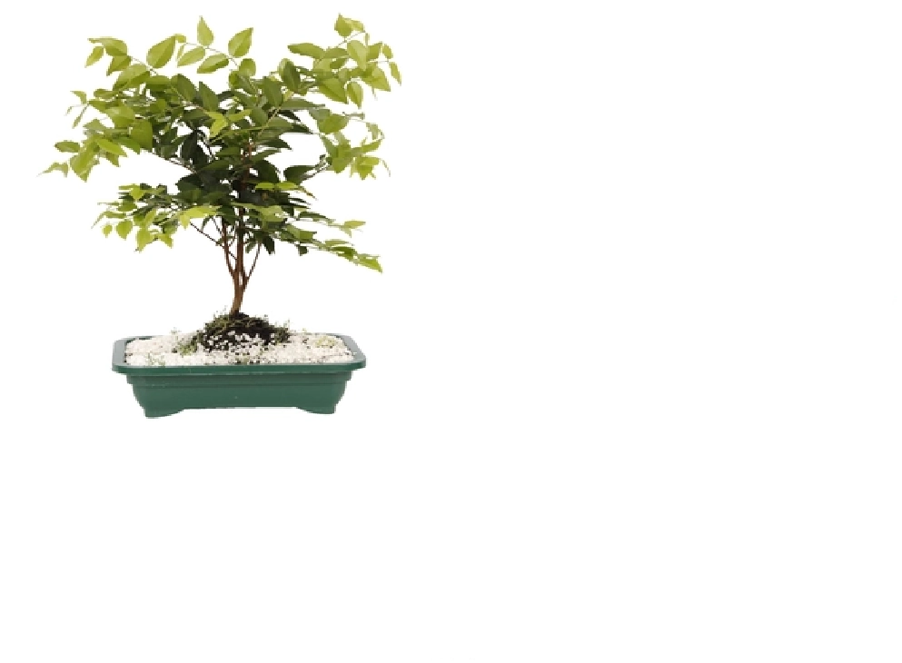 Planta Bonsai Fruta