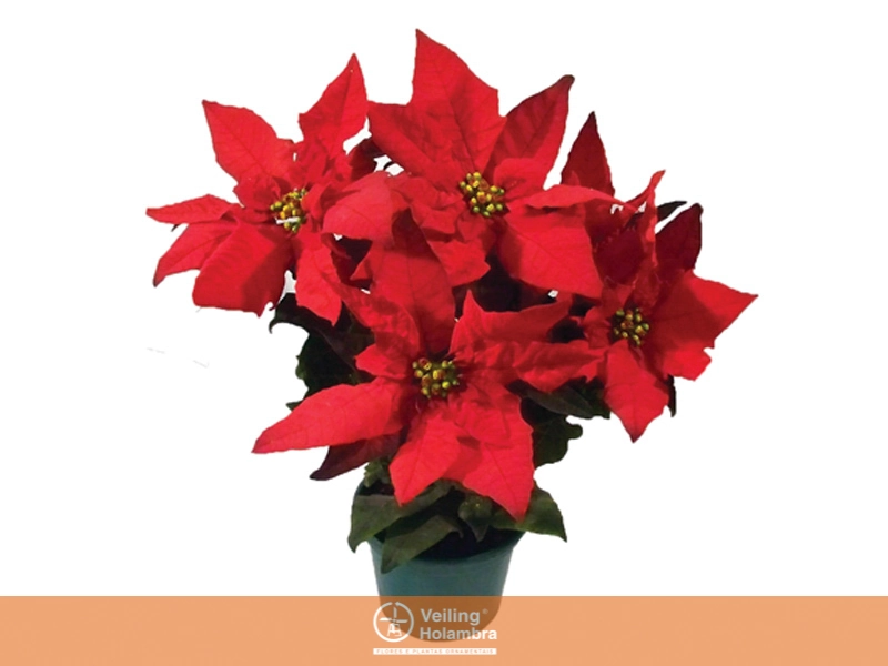 Poinsettia Pt 14