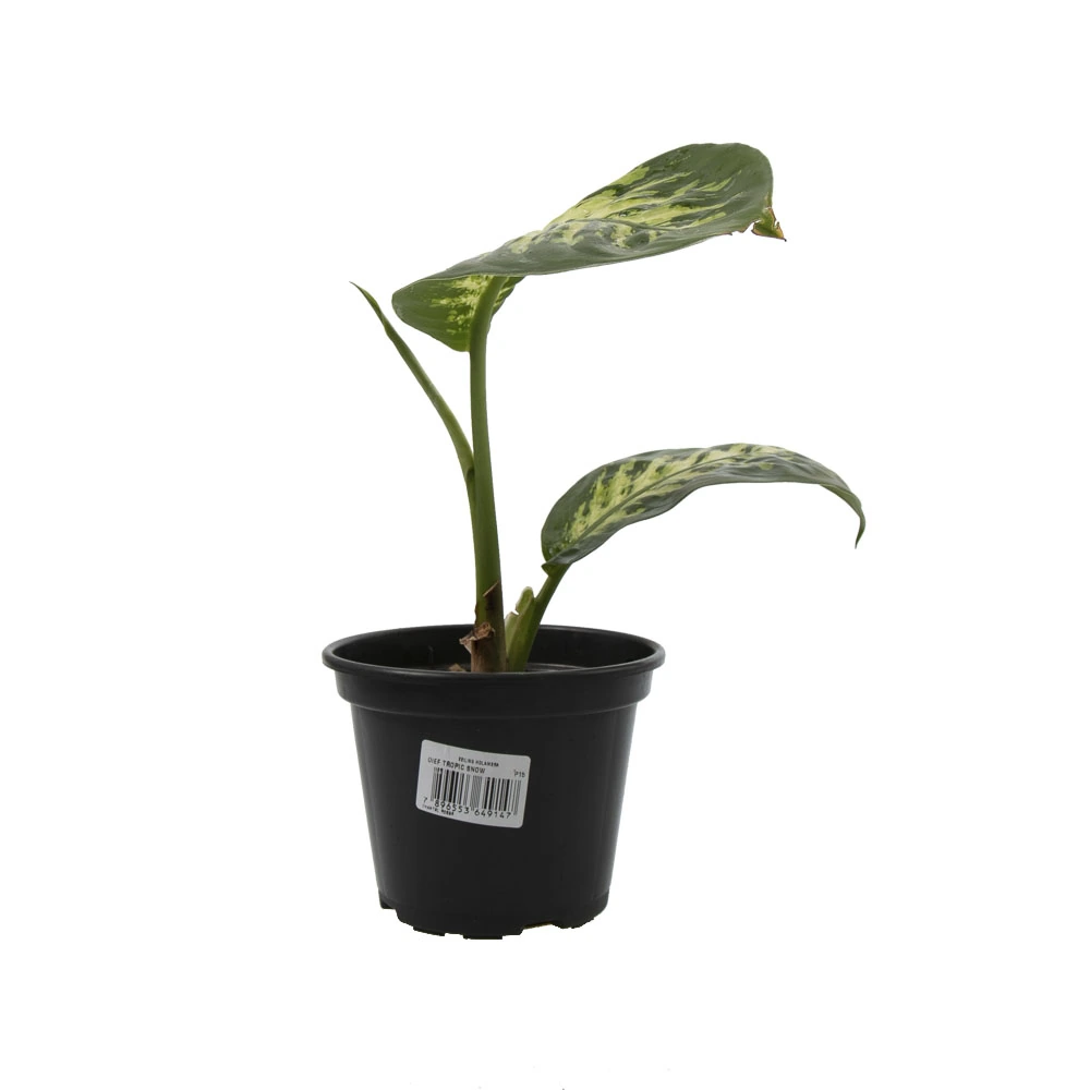 Dieffenbachia Sunrise P15