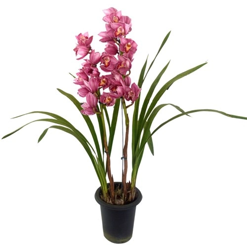 Flor Cymbidium 1 Haste P18
