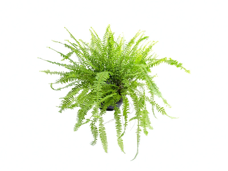 Planta Paulistinha De Metro C21